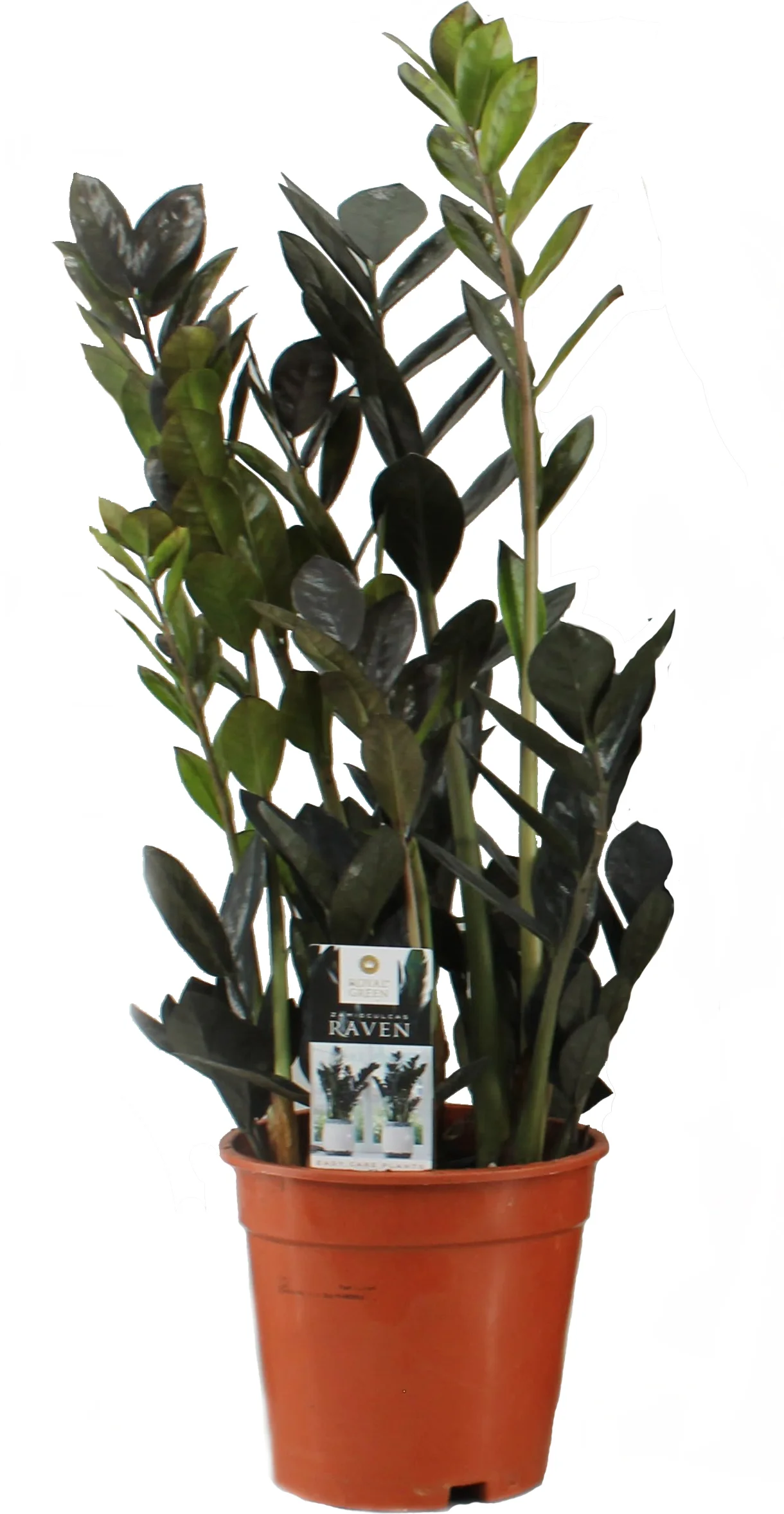 Zwarte Zamioculcas (Zamioculcas 'Raven') D 17 H 65 cm
