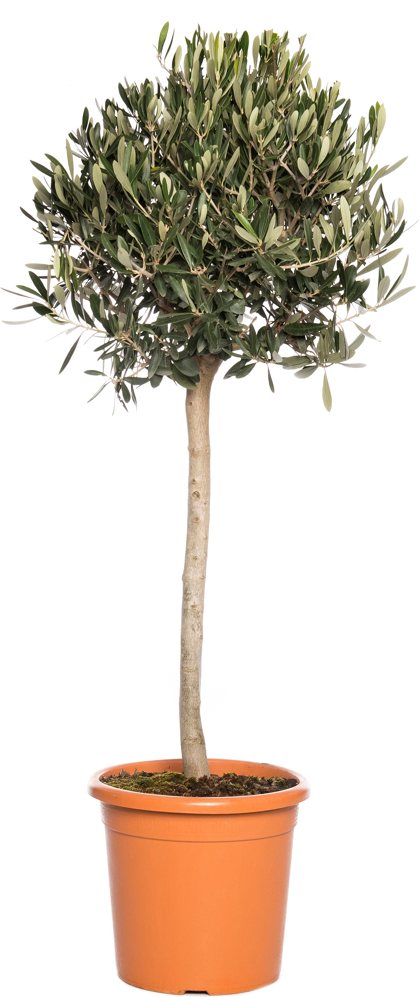 Olijfboom (Olea europaea) D 22 H 100 cm