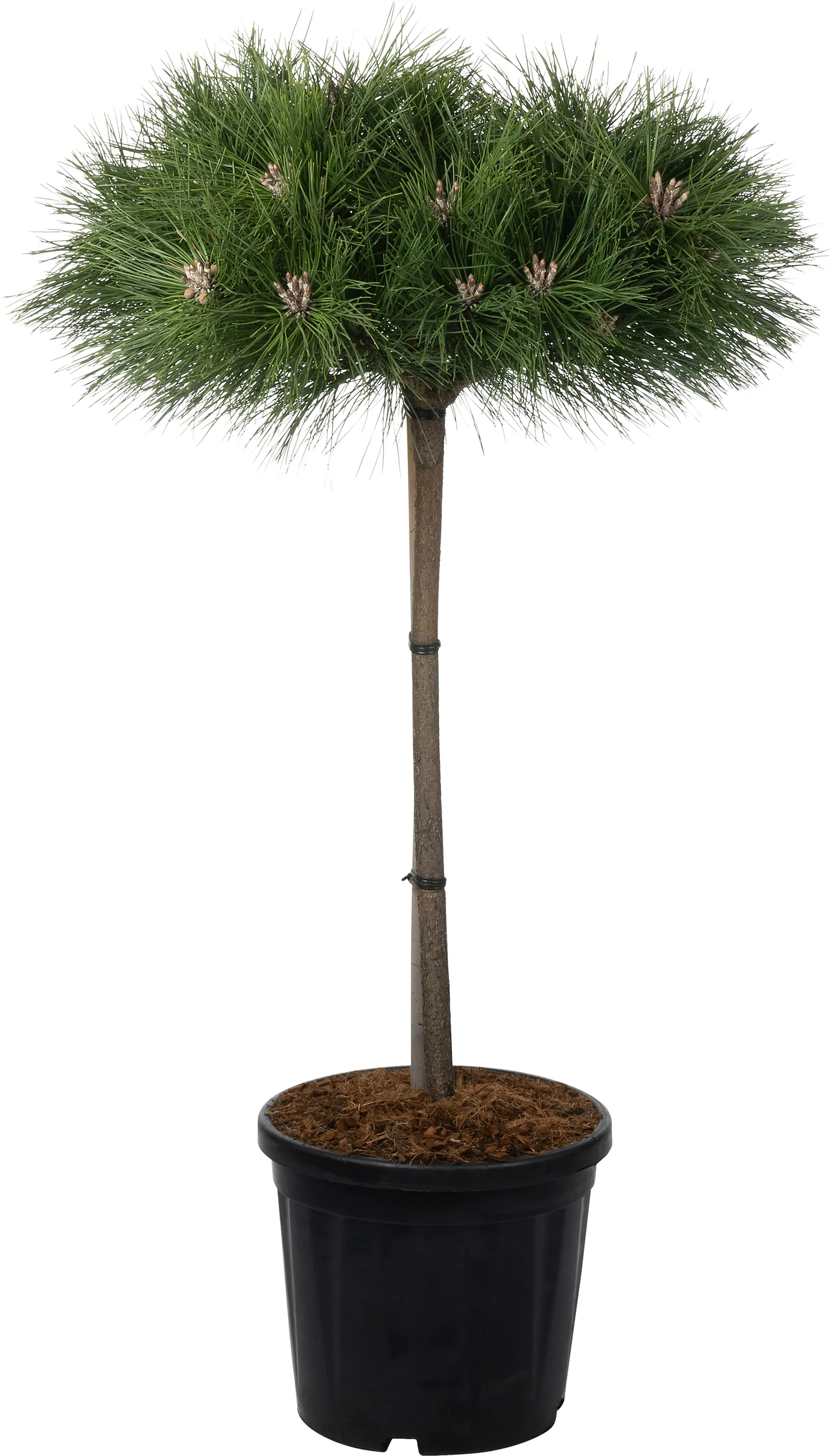 Zwarte Den (Pinus nigra 'Brepo') D 32 H 140 cm