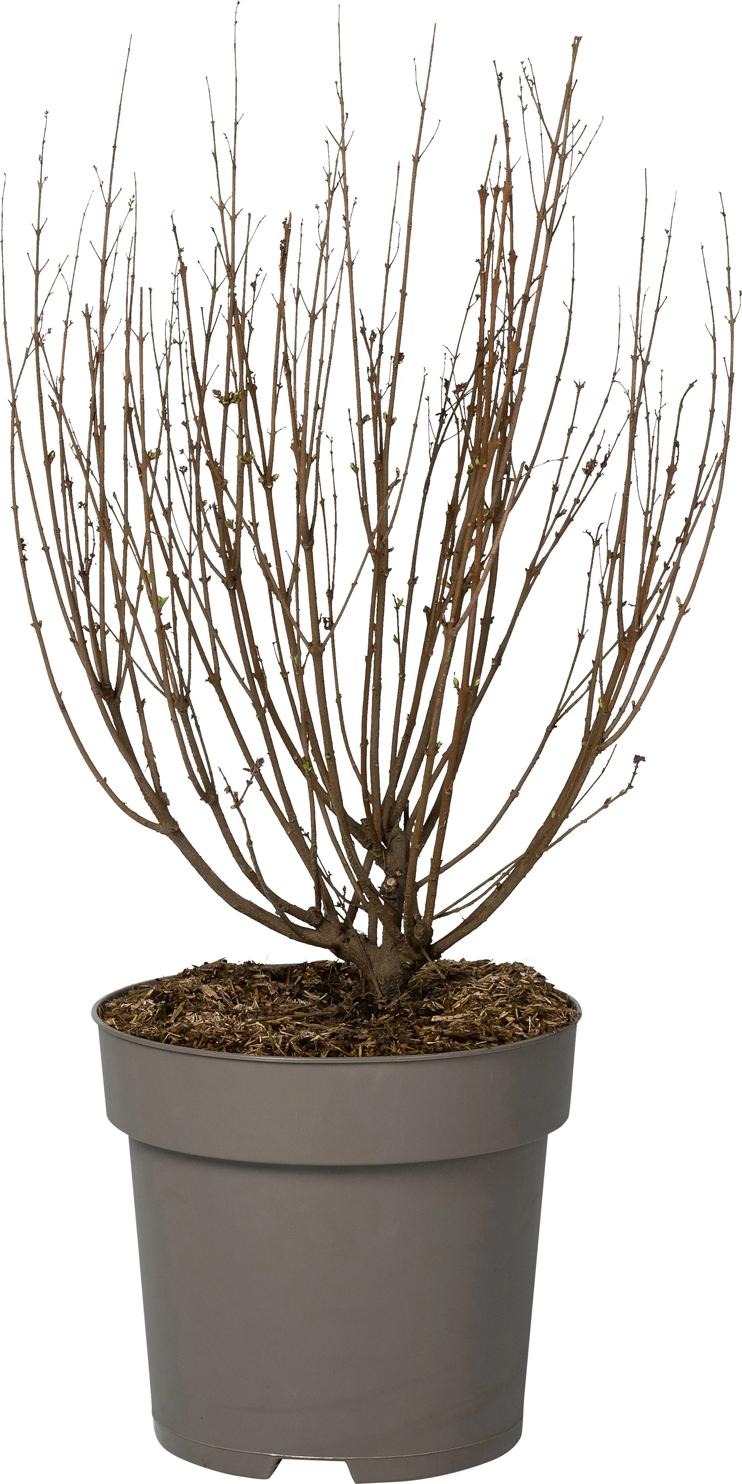 Sering (Syringa bloomerang® 'Pink Perfume') D 28 H 40 cm