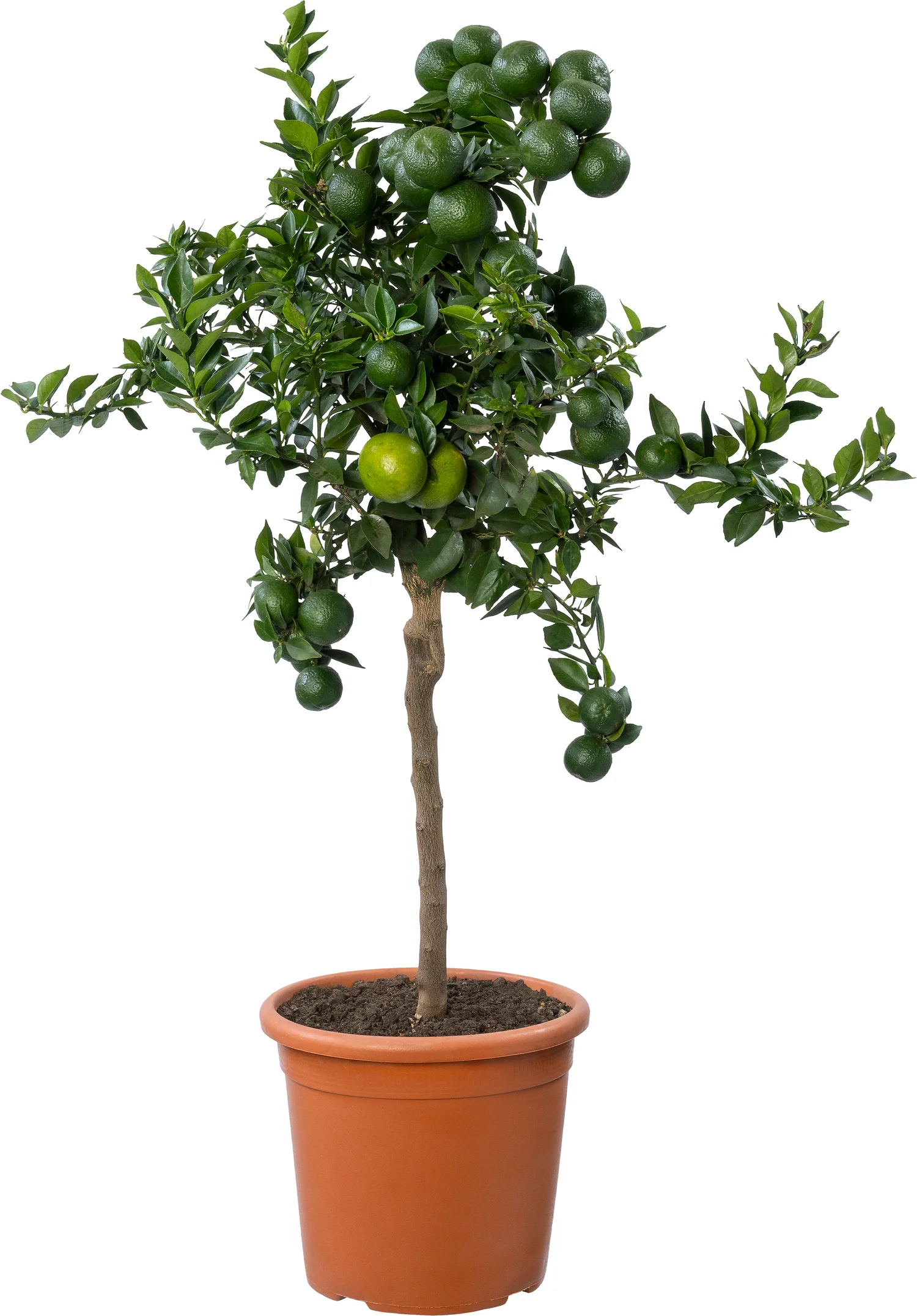 Mirtebladige mandarijn (Citrus myrtifolia 'Chinotto') D 20 H 70 cm