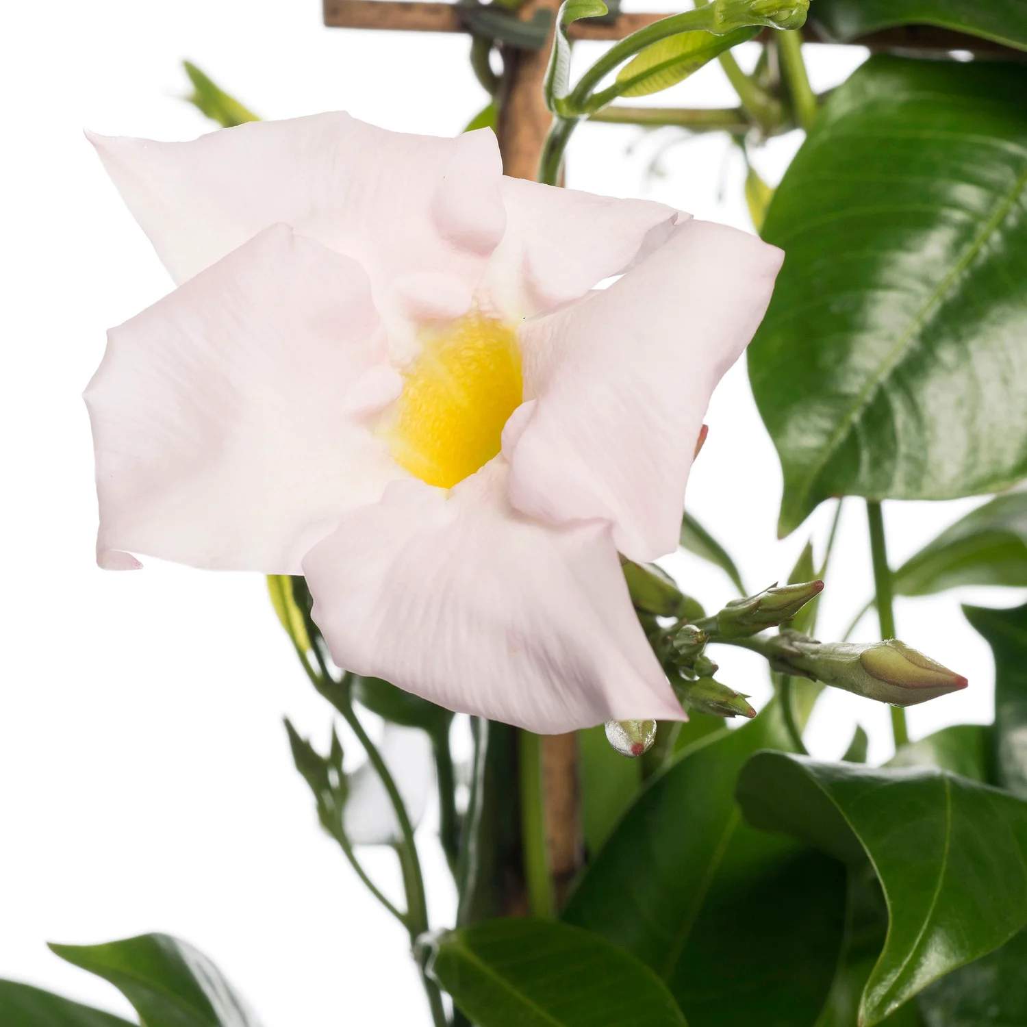 Mandevilla (Dipladenia 'Sundaville') wit D 17 H 70 cm