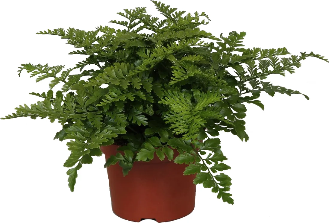 Moedervaren (Asplenium 'Parvati') D 12 H 25 cm
