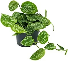 Scindapsus (Scindapsus pictus 'Argyraeus') D 12 H 20 cm