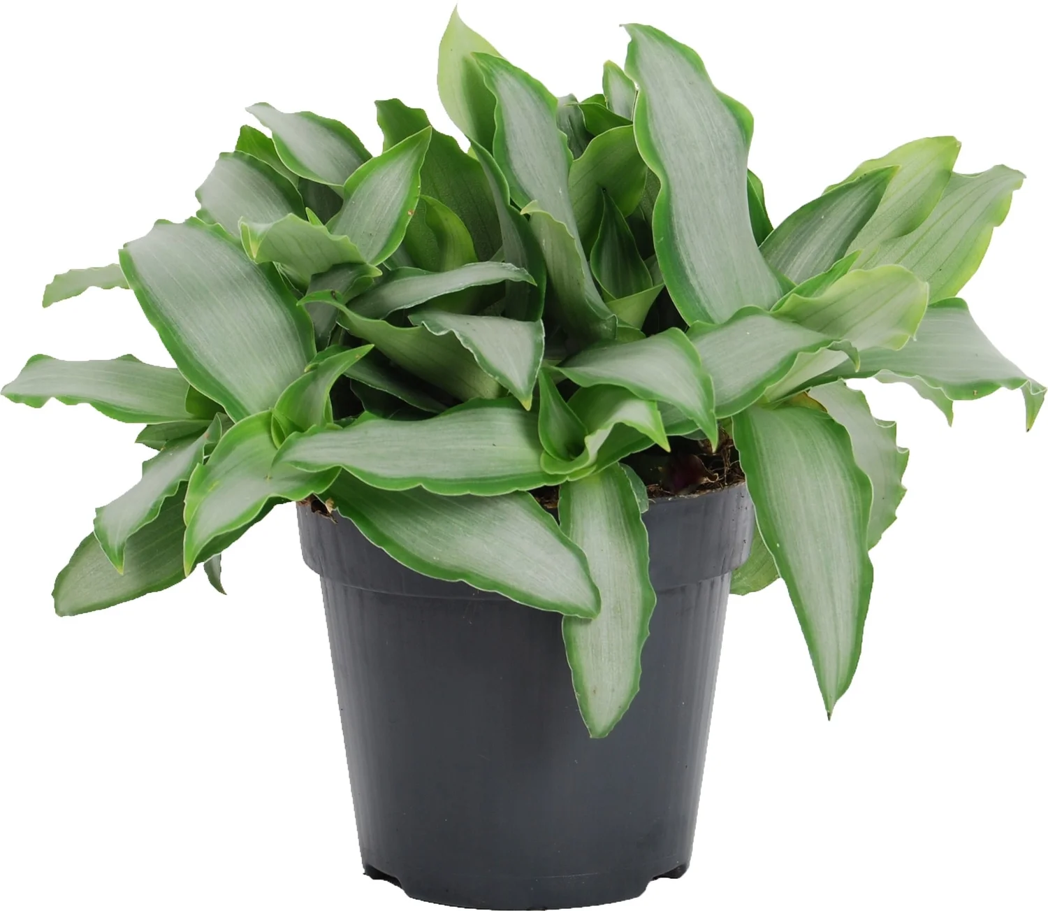 Murdannia (Murdannia loriformis 'Bright Star') D 12 H 20 cm