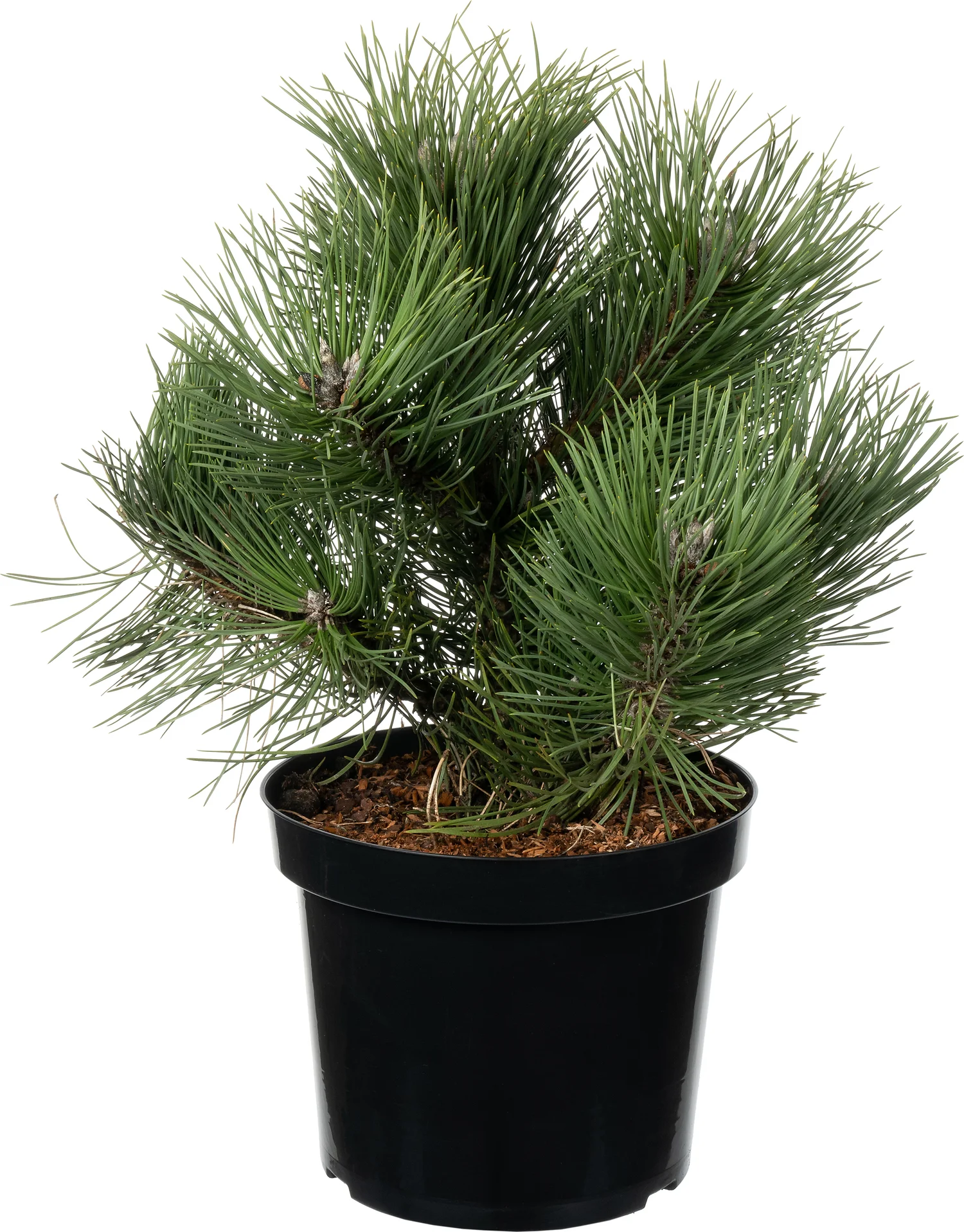 Zwarte Den (Pinus nigra 'Nana') D 26 H 30 cm