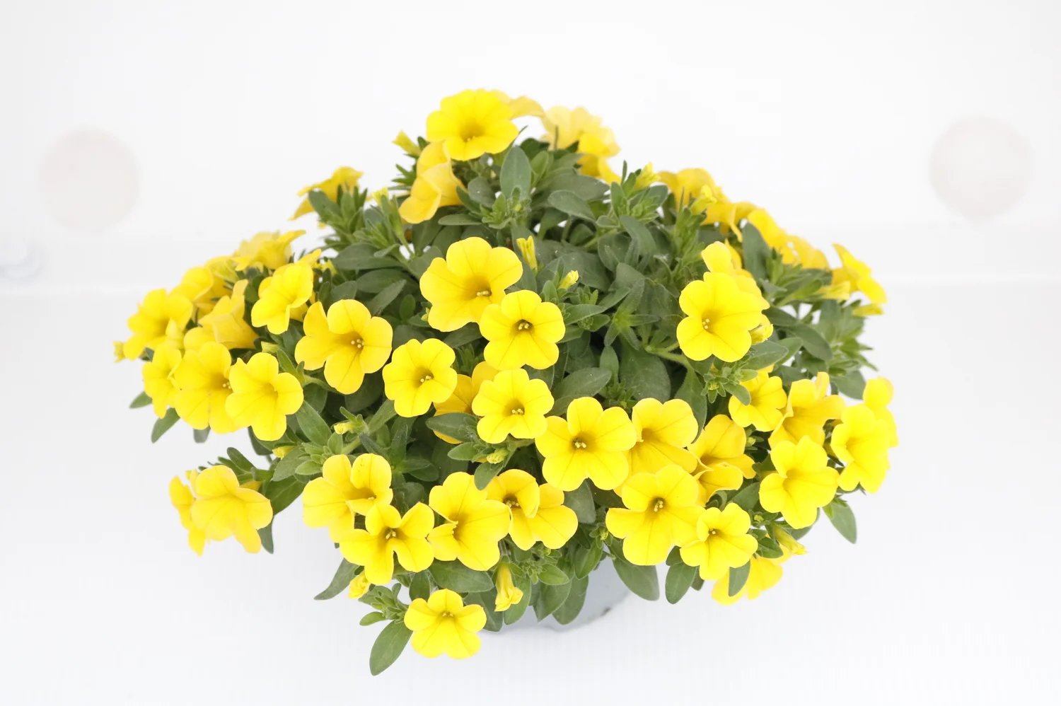 Minipetunia (Calibrachoa) geel D 13 H 10 cm