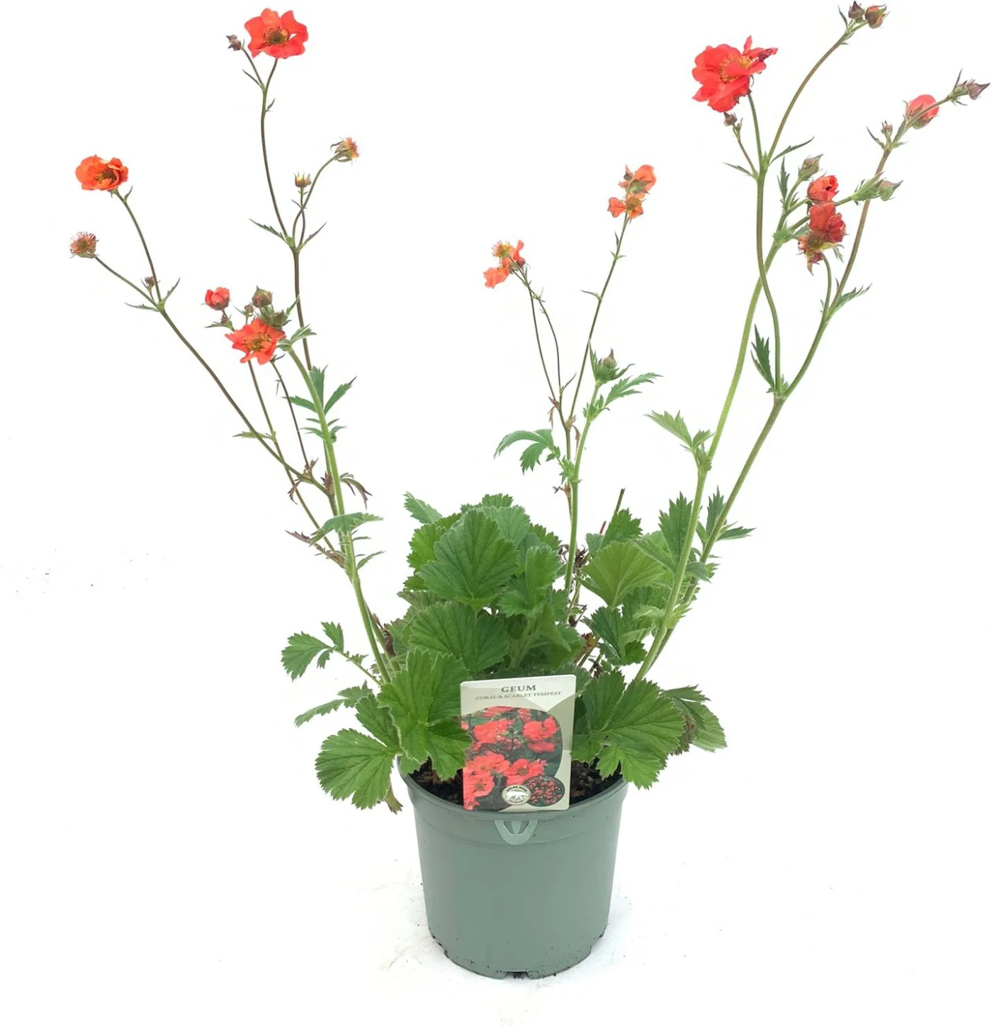 Nagelkruid (Geum 'Coral Tempest') D 17 H 50 cm