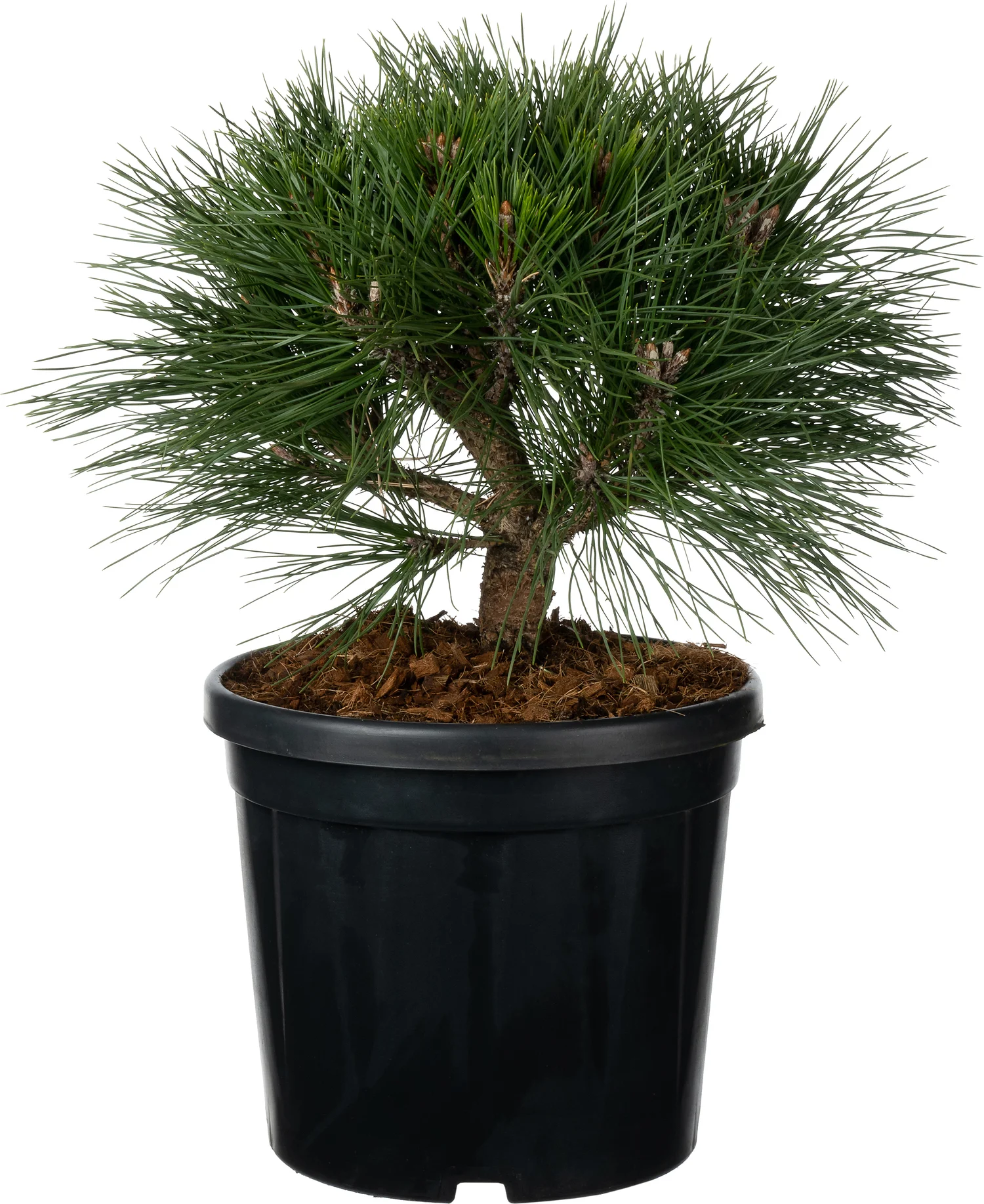 Zwarte den (Pinus nigra 'Brepo') D 26 H 50 cm