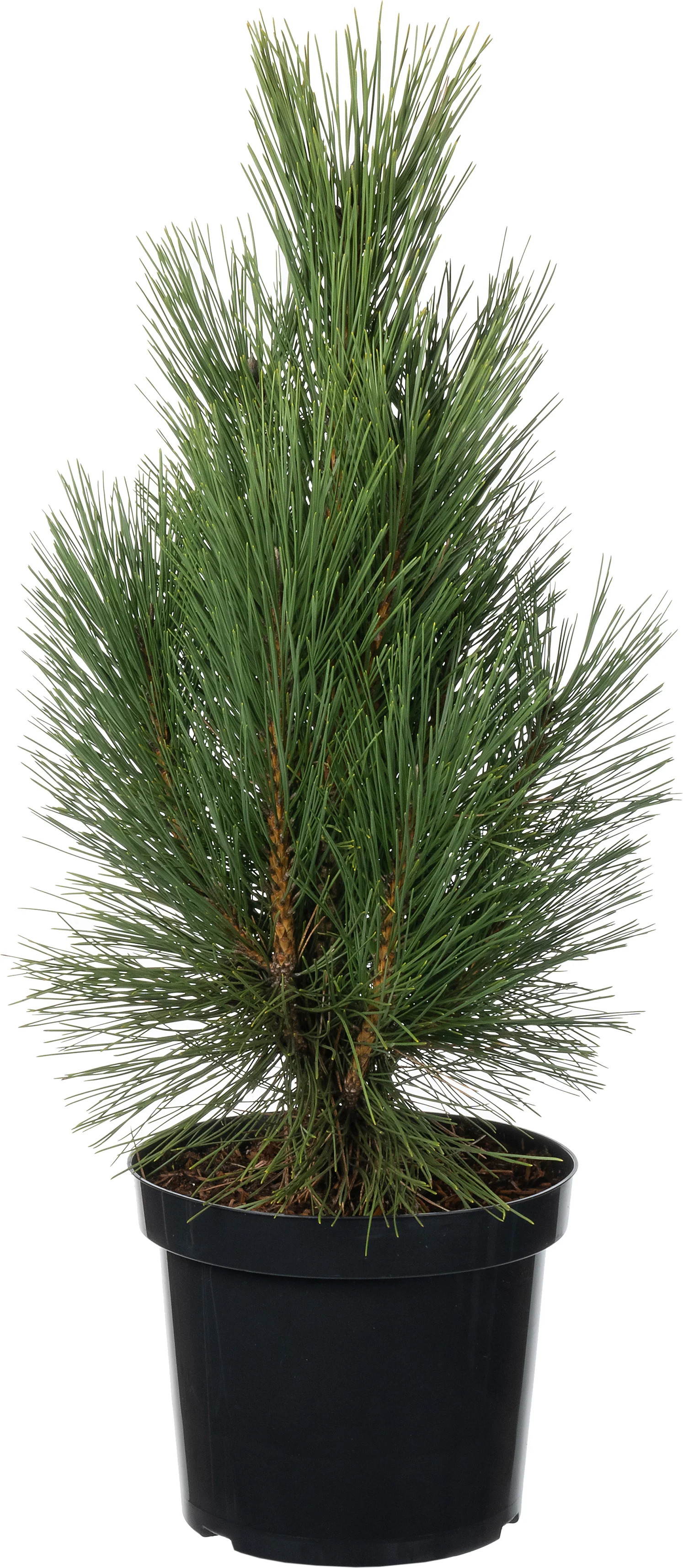 Zwarte Den (Pinus nigra 'Pyramidalis') D 26 H 40 cm