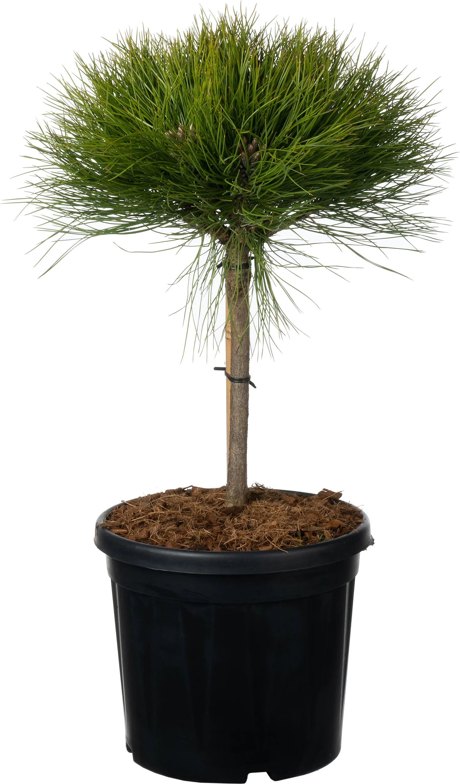 Zwarte Den (Pinus nigra 'Marie Brégeon') D 24 H 40 cm