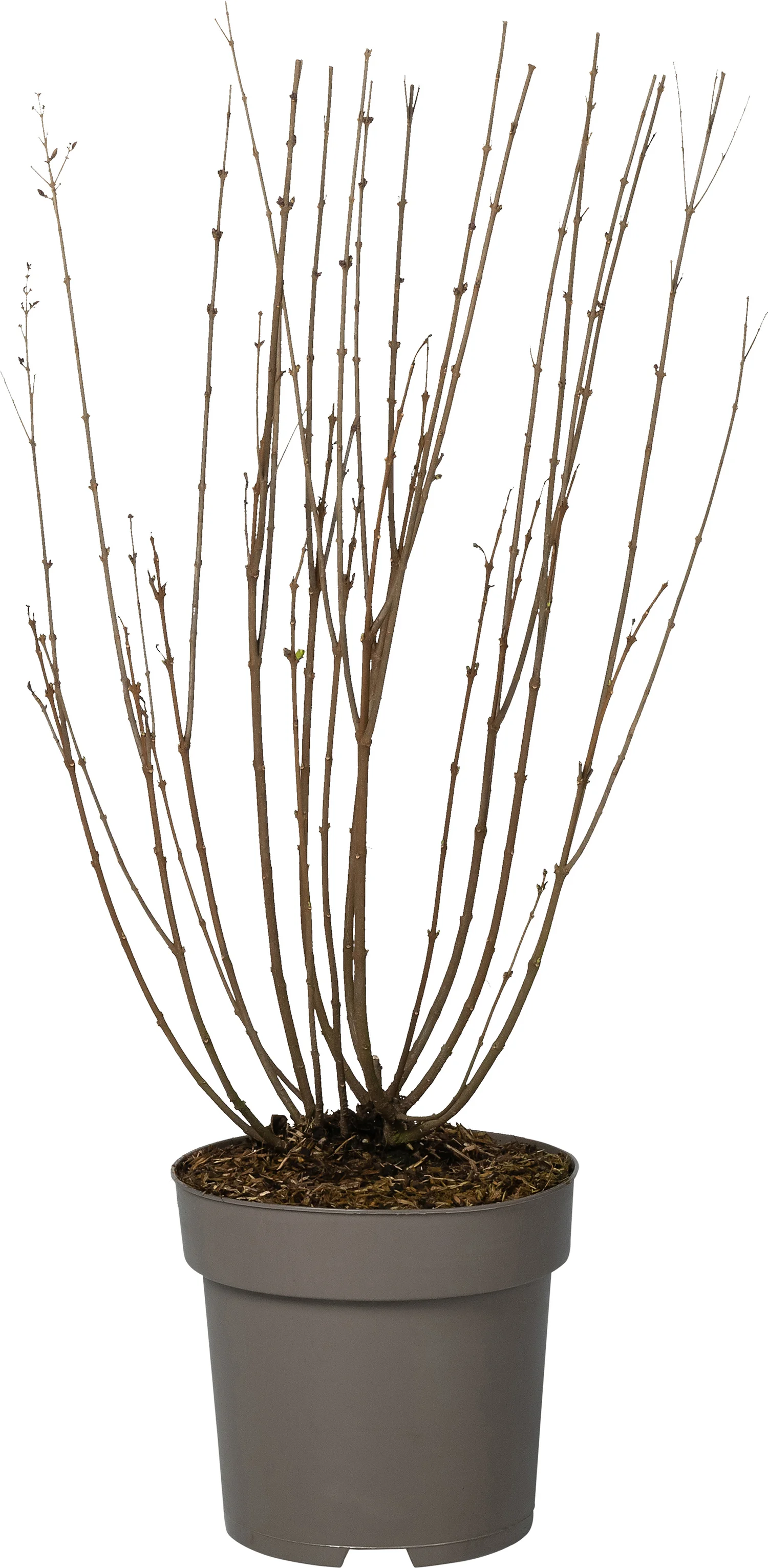 Sering (Syringa bloomerang® 'Dark Purple') D 28 H 40 cm