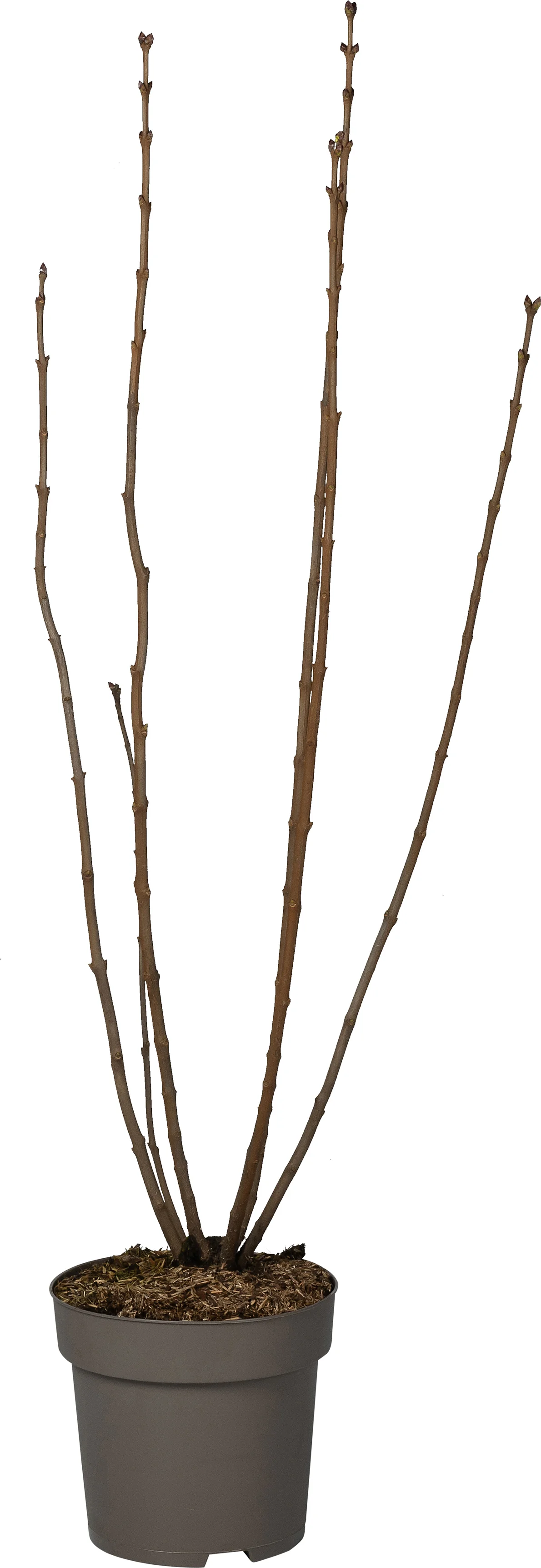 Sering (Syringa vulgaris 'Mme Antoine Buchner') D 27 H 80 cm