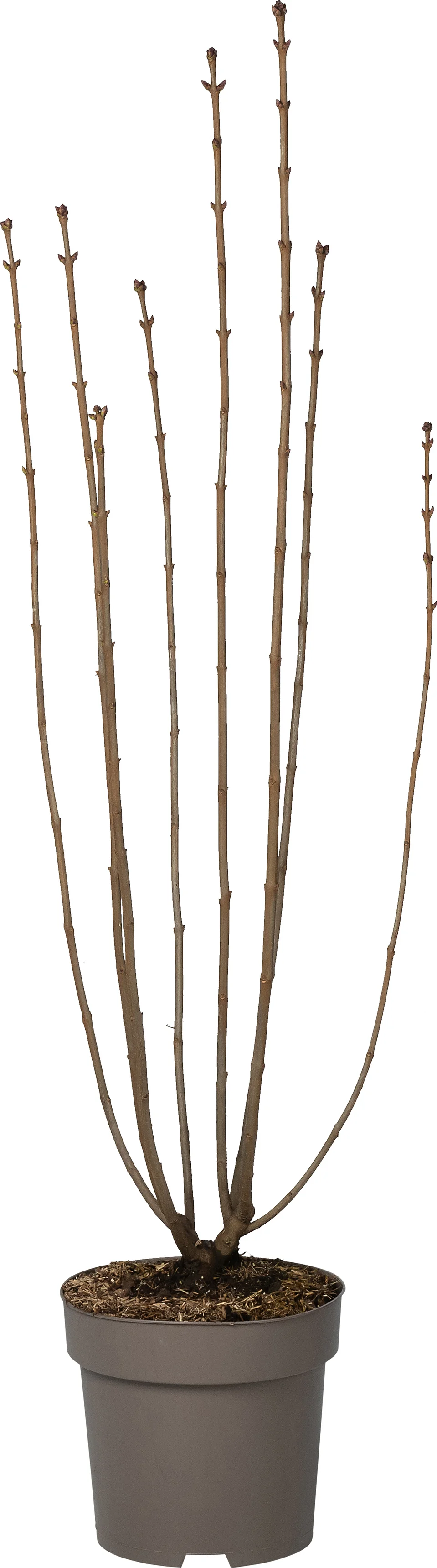 Sering (Syringa vulgaris 'Ruhm von Horstenstein') D 27 H 80 cm