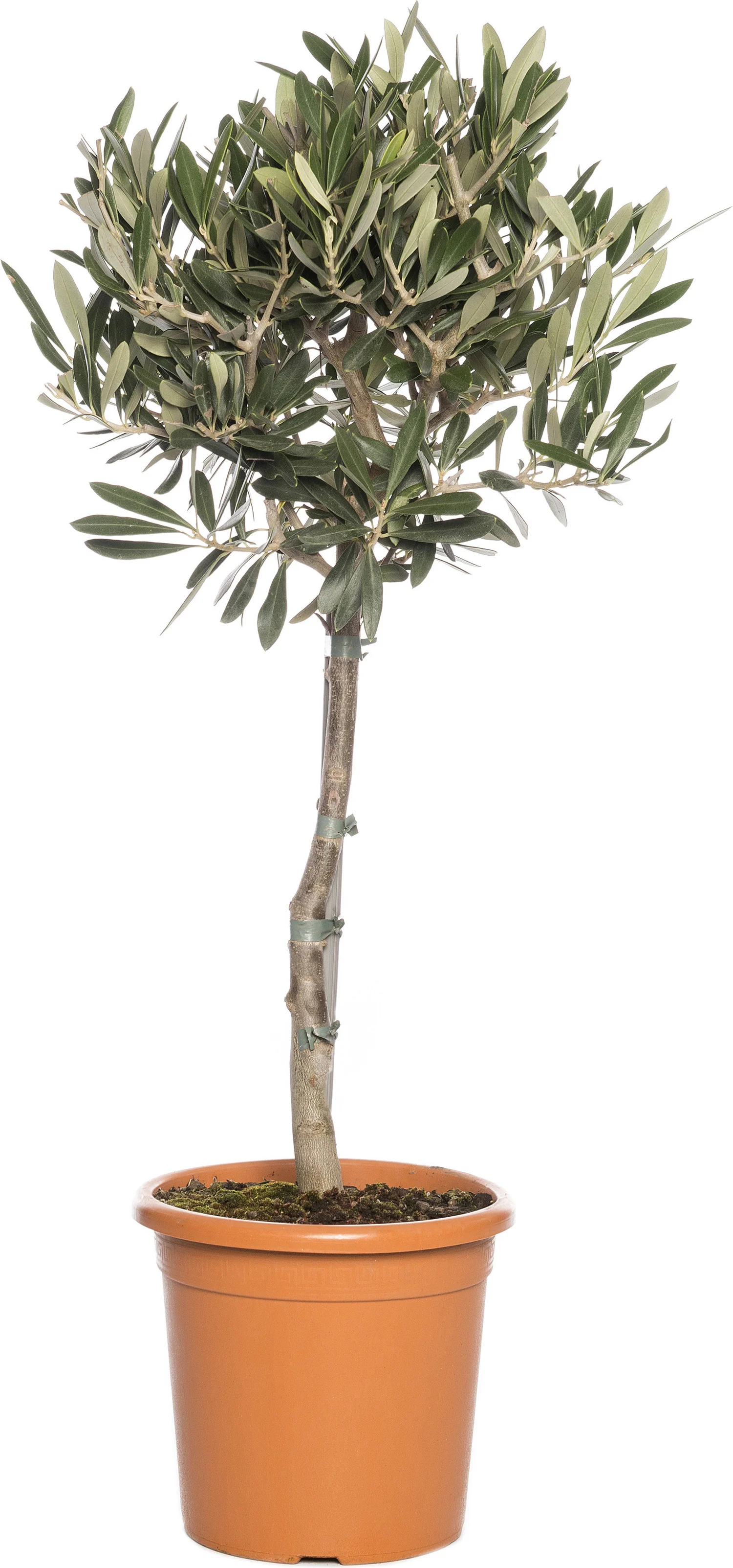 Olijfboom (Olea europaea) D 24 H 110 cm