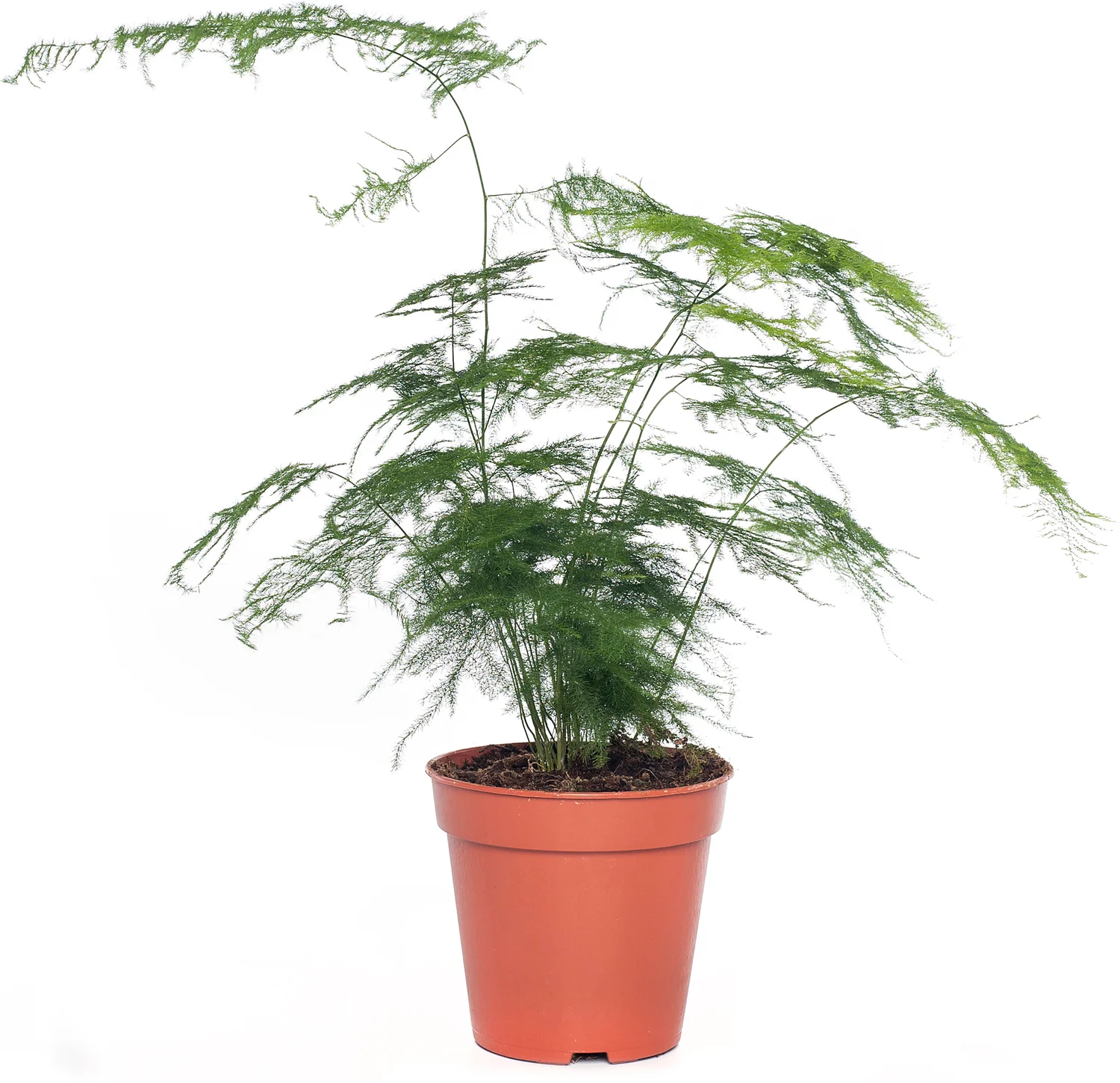 Sierasperge (Asparagus setaceus) D 13 H 30 cm