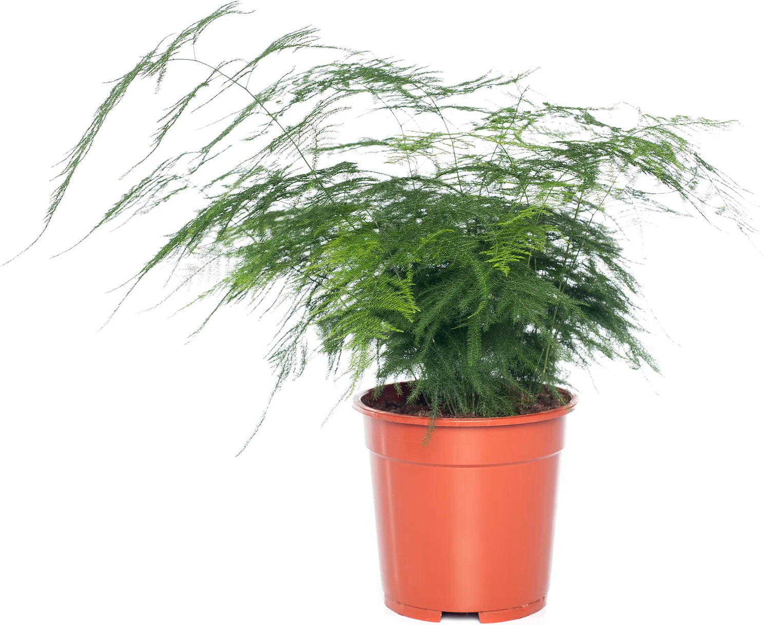 Sierasperge (Asparagus setaceus) D 17 H 45 cm