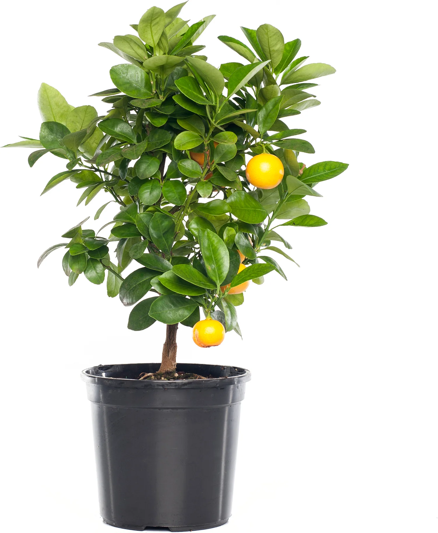 Mandarijn (Citrus sinensis 'Calamondin') D 20 H 70 cm