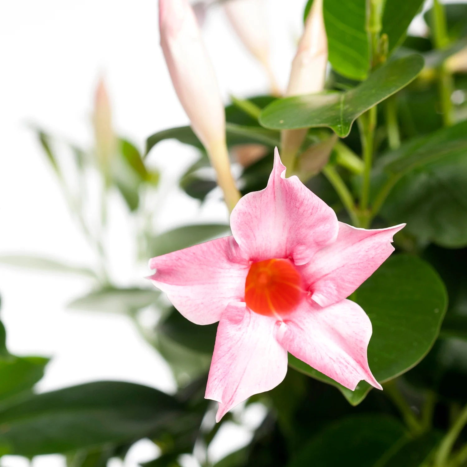 Mandevilla piramide (Dipladenia 'Cream Pink') D 17 H 70 cm