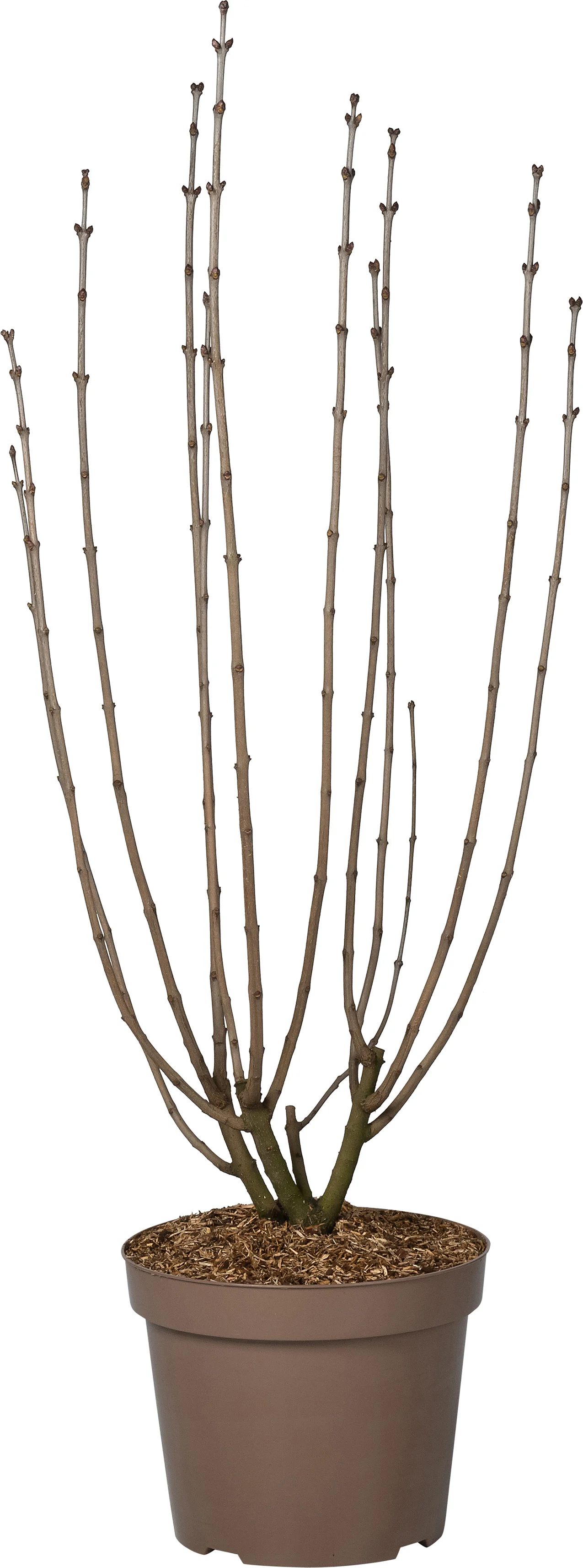 Sering (Syringa vulgaris 'Andenken an Ludwig Späth') D 32 H 100 cm