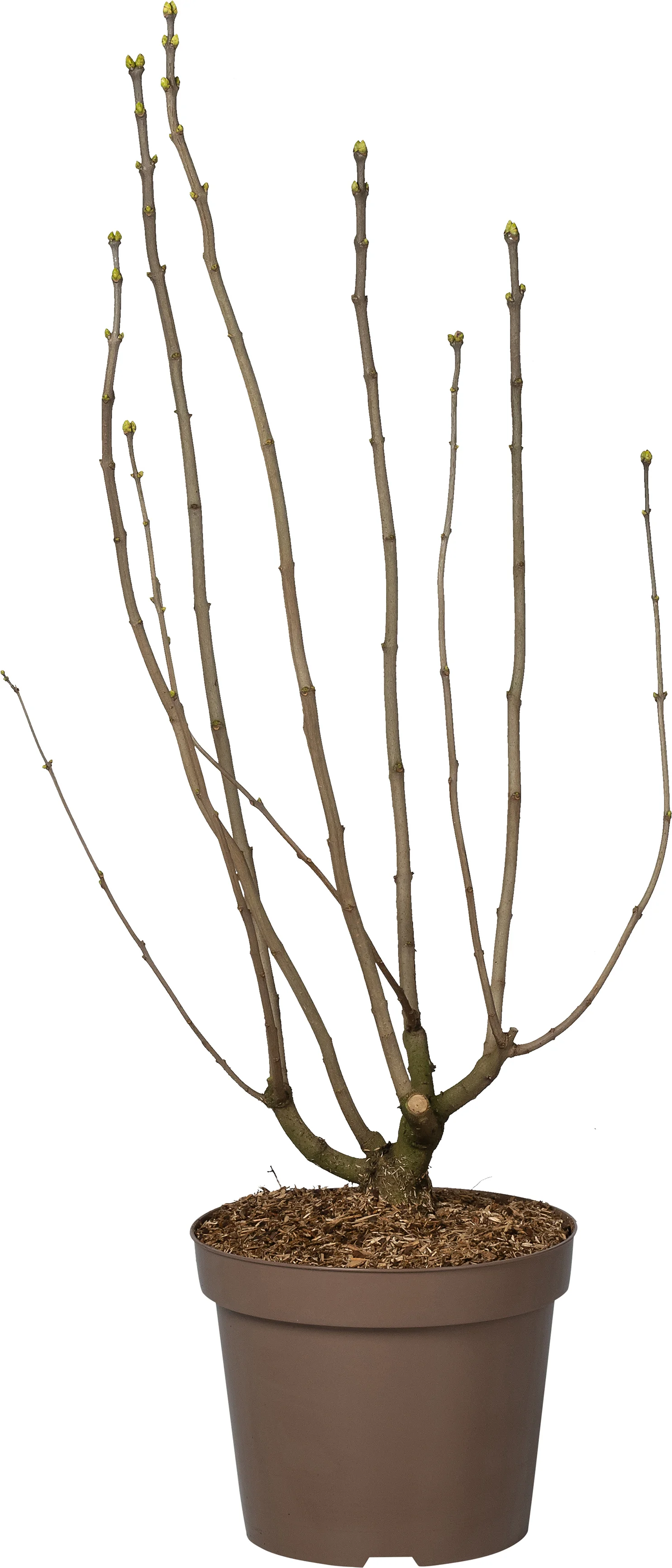 Sering (Syringa vulgaris 'Mme Lemoine') D 32 H 100 cm