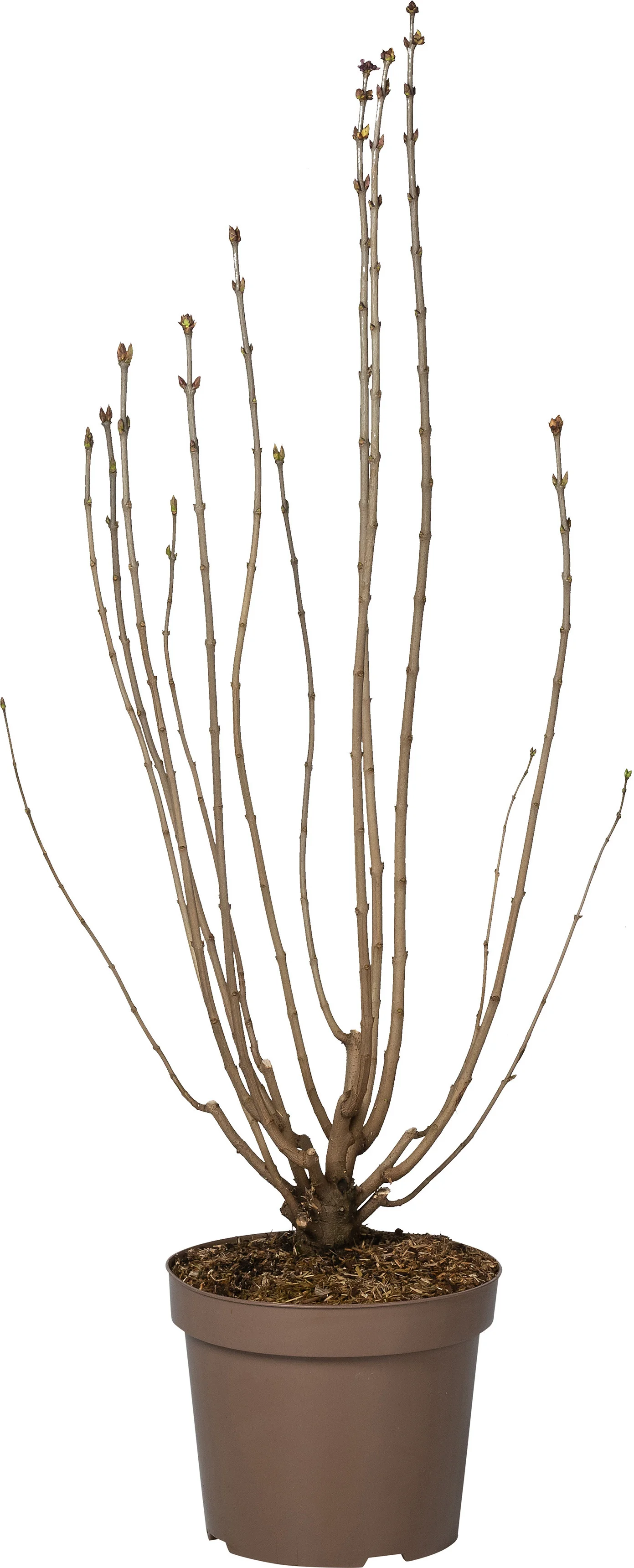 Sering (Syringa vulgaris 'Nadezhda') D 32 H 100 cm