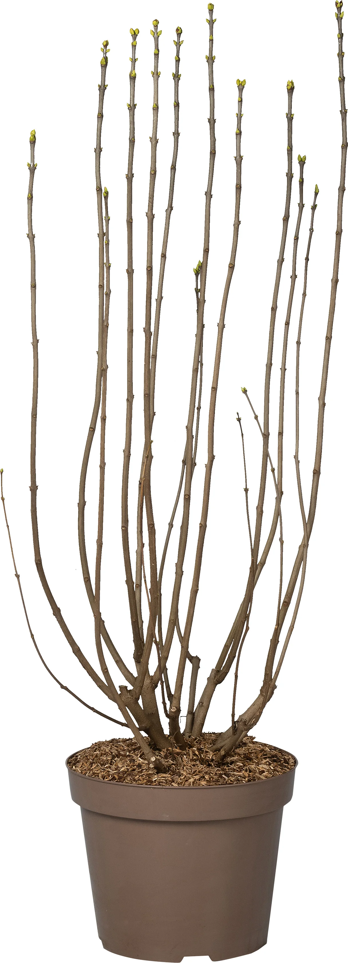 Sering (Syringa vulgaris 'Souvenir d'Alice Harding') D 32 H 100 cm