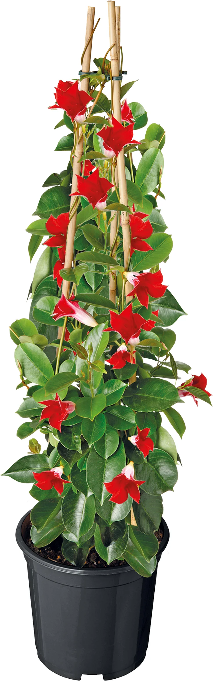 Mandevilla piramide (Dipladenia 'Sundaville') rood D 17 H 70 cm