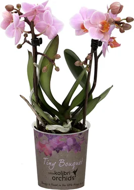Mini Vlinderorchidee 2 tak (Phalaenopsis 'Little Kolibri') roze D 9 H 30 cm