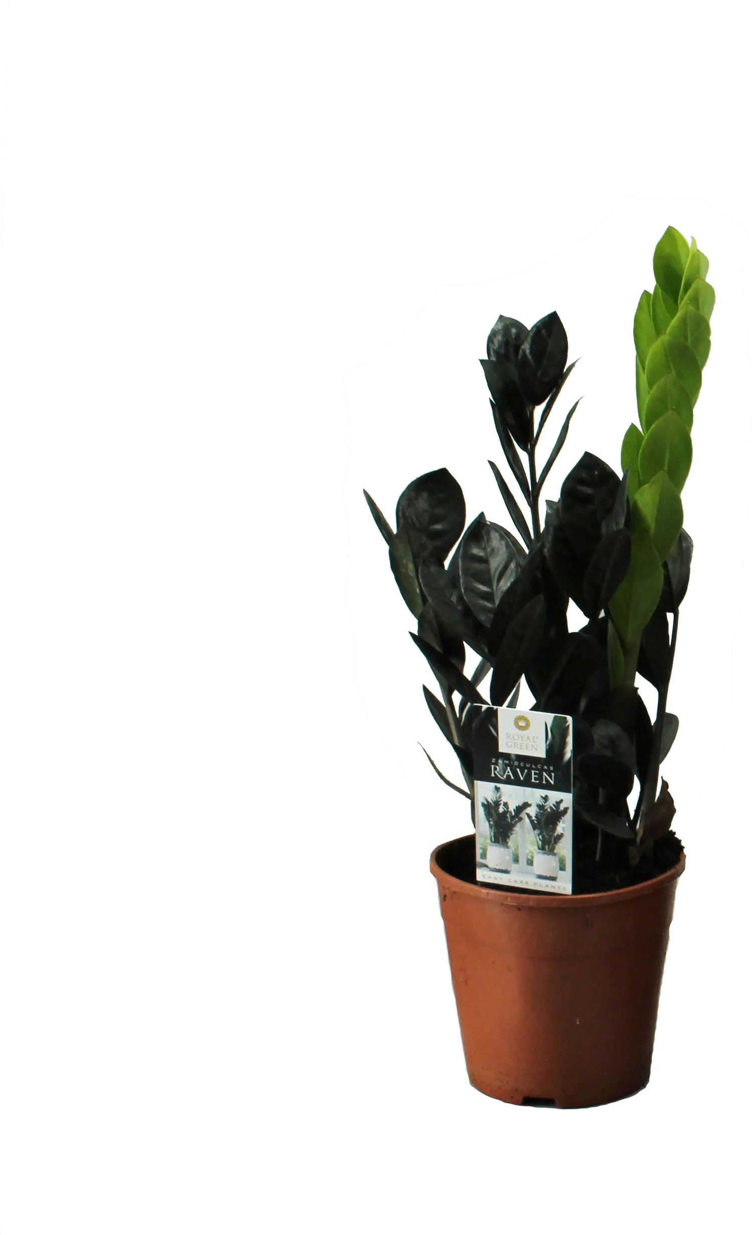 Zwarte Zamioculcas (Zamioculcas 'Raven') D 14 H 45 cm