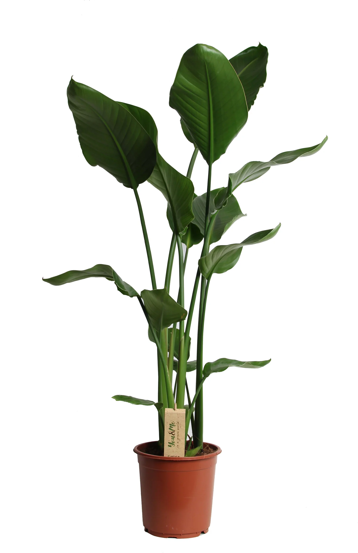 Paradijsvogelplant (Strelitzia nicolai) D 21 H 100 cm