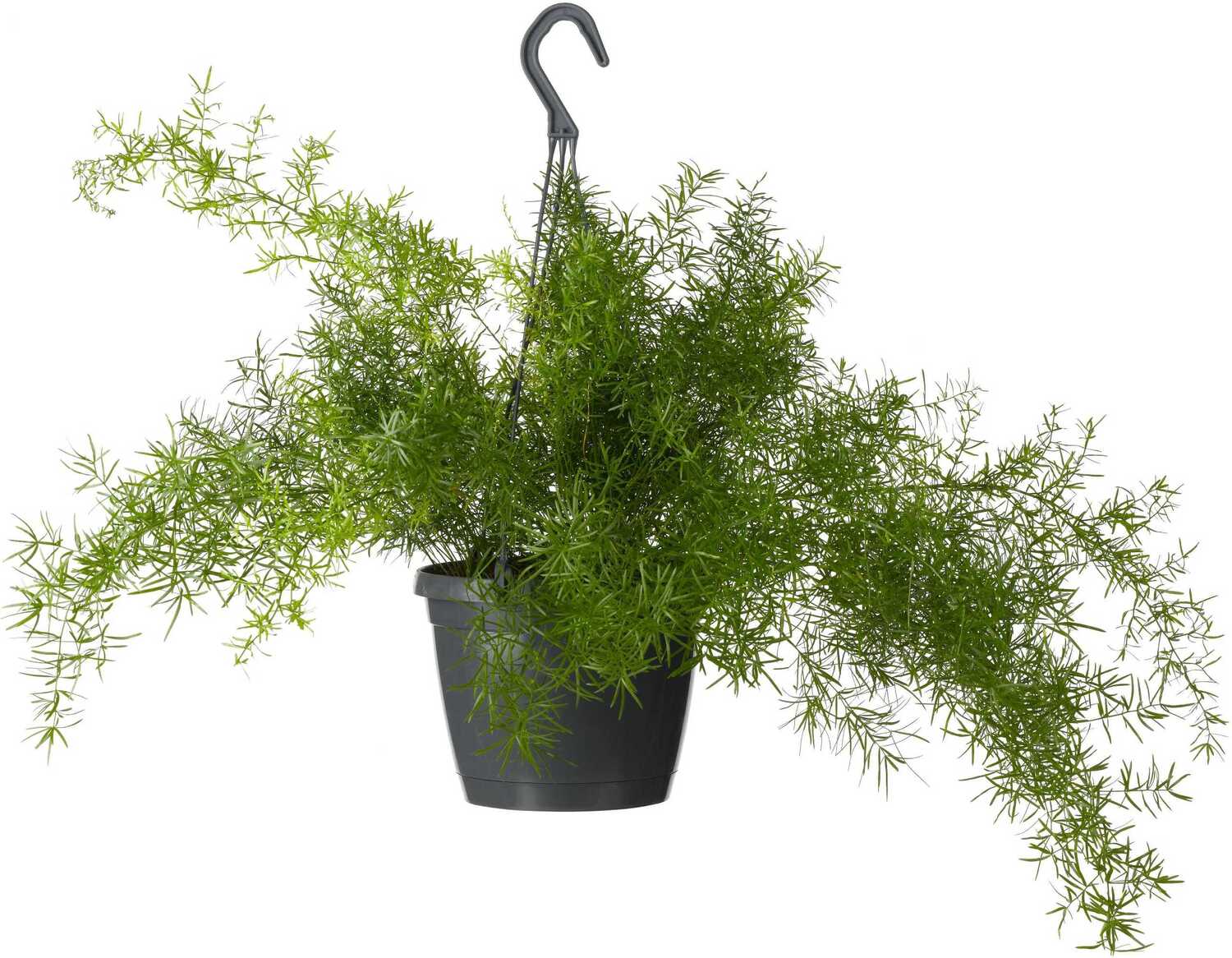 Sierasperge in hangpot (Asparagus densiflorus 'Sprengeri') D 19 H 50 cm