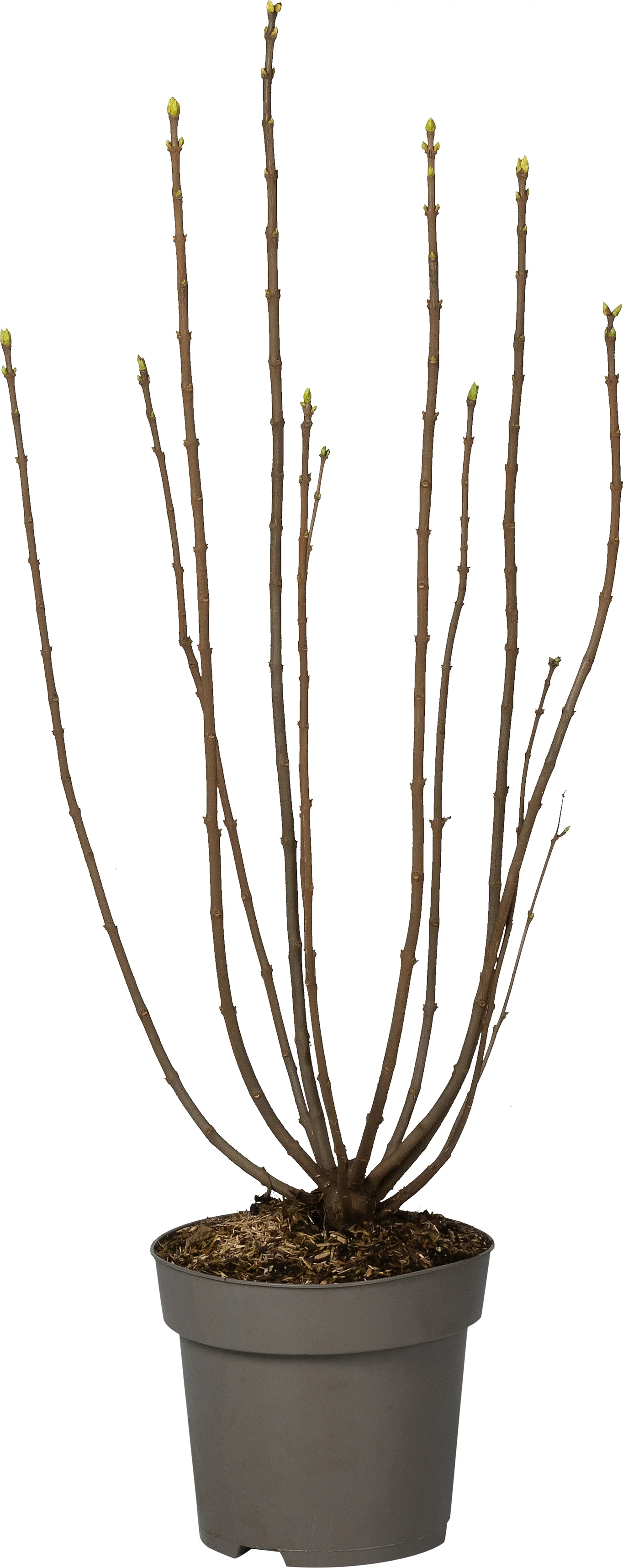 Sering (Syringa vulgaris 'Souvenir d'Alice Harding') D 27 H 80 cm