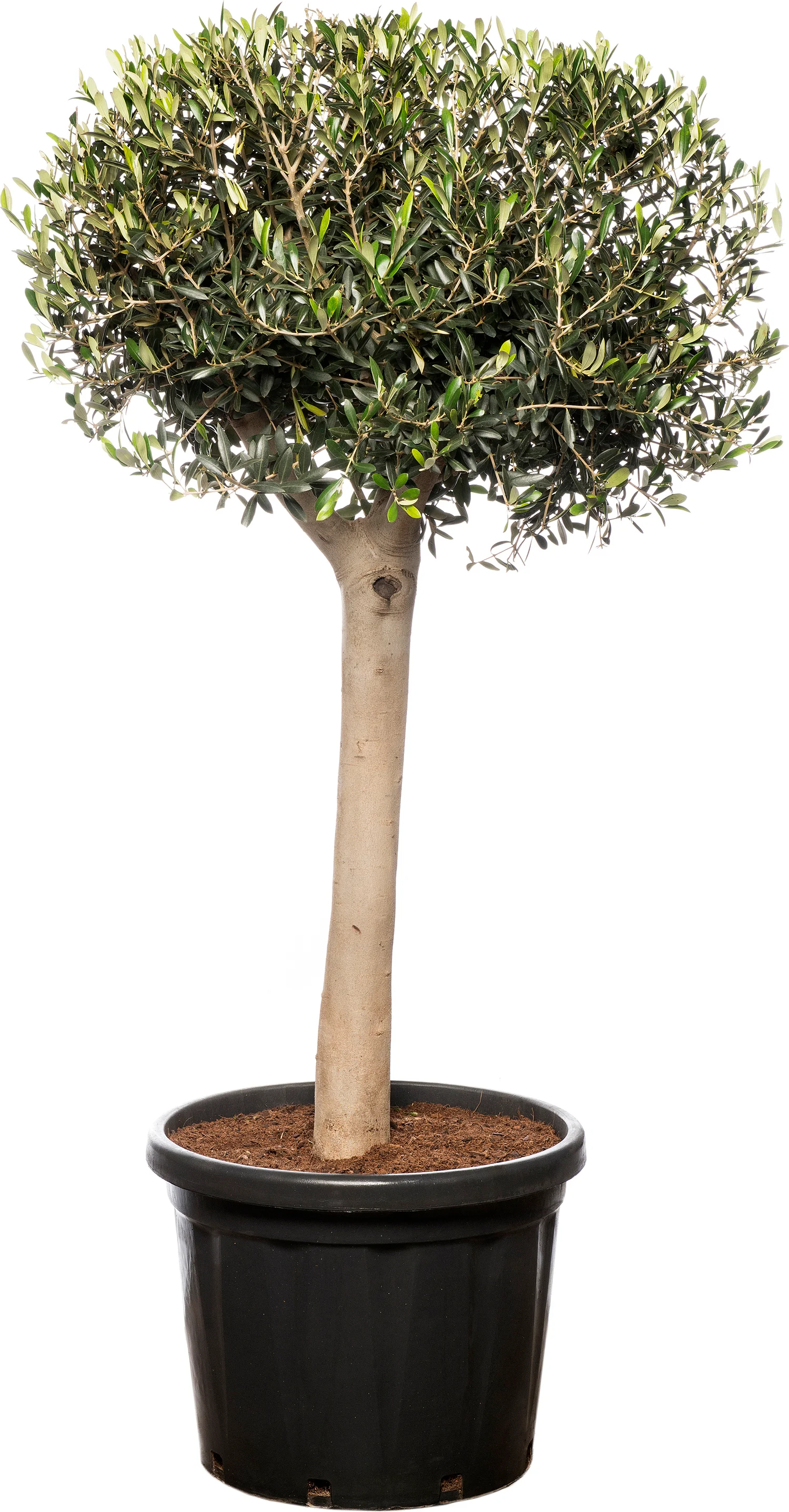 Olijfboom (Olea europaea) D 33 H 180 cm