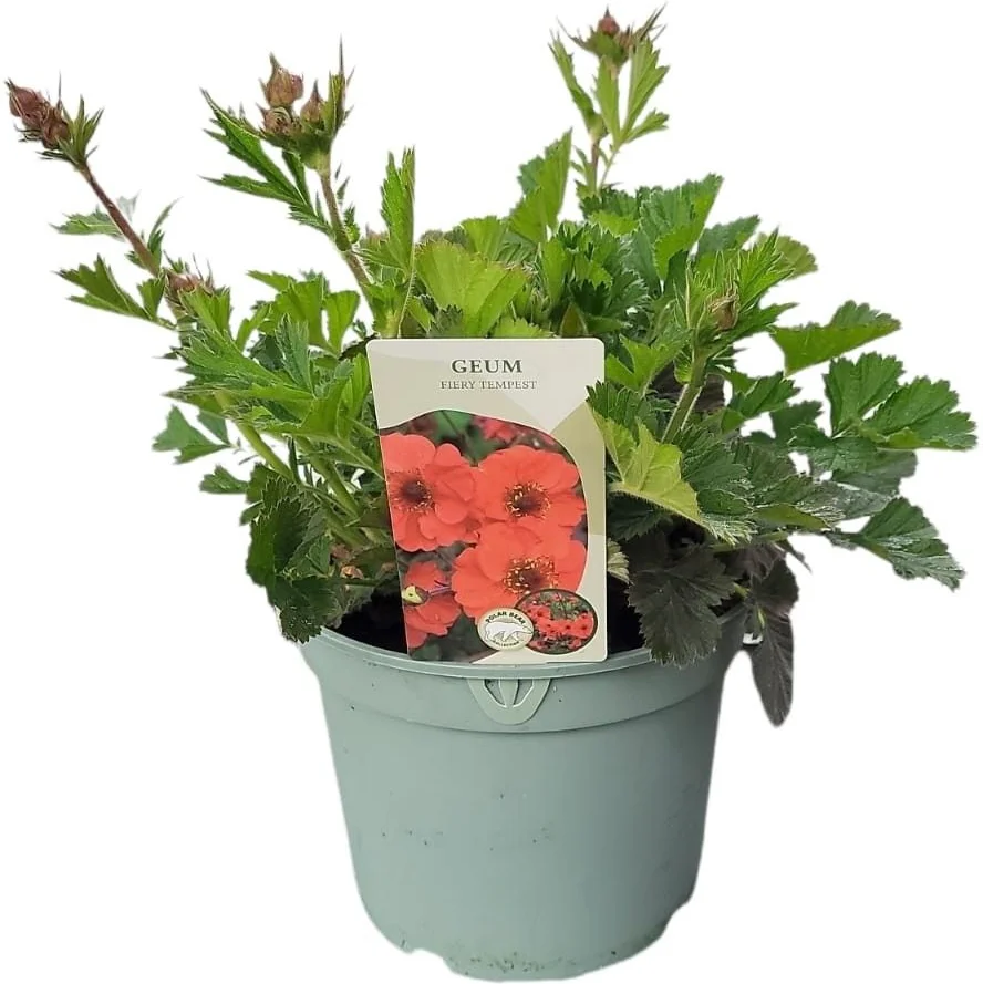 Nagelkruid (Geum 'Fiery Tempest') D 19 H 40 cm