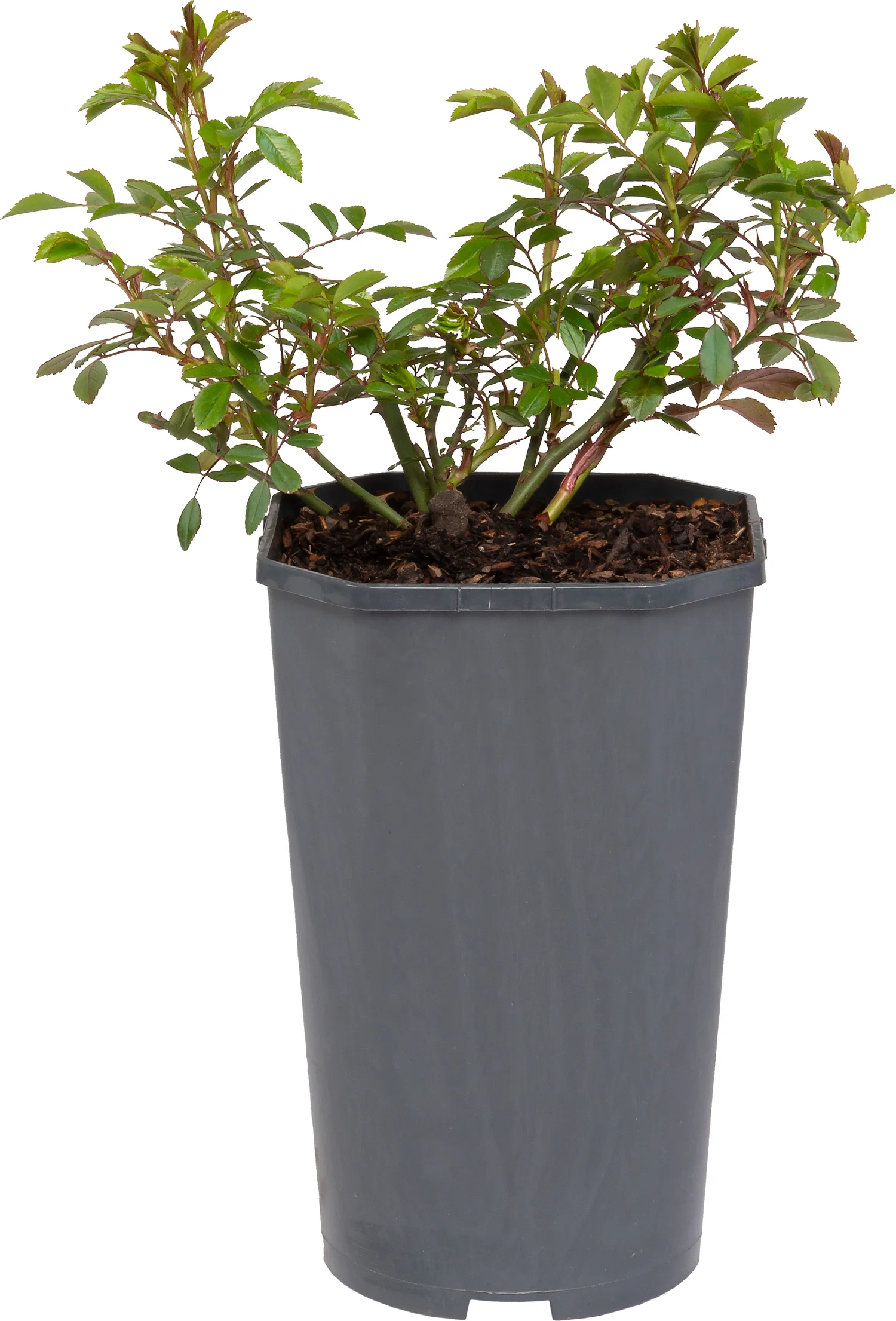 Miniatuur Roos (Rosa 'Fairy Queen') D 19 H 10 cm