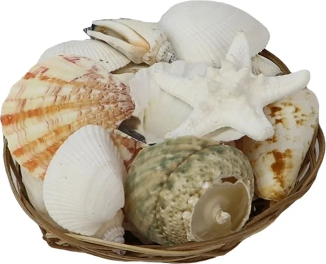 Mand met schelpen naturel D 20 H 9 cm