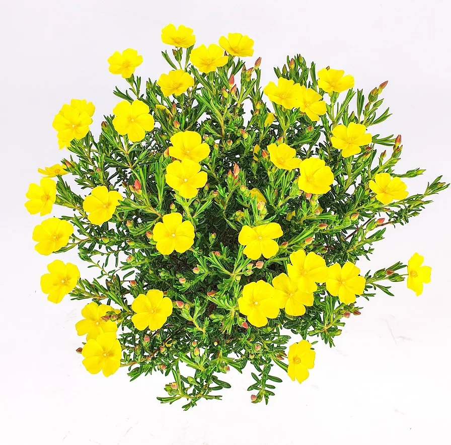 Zonneroosje (Halimium 'April Sun') D 17 H 30 cm