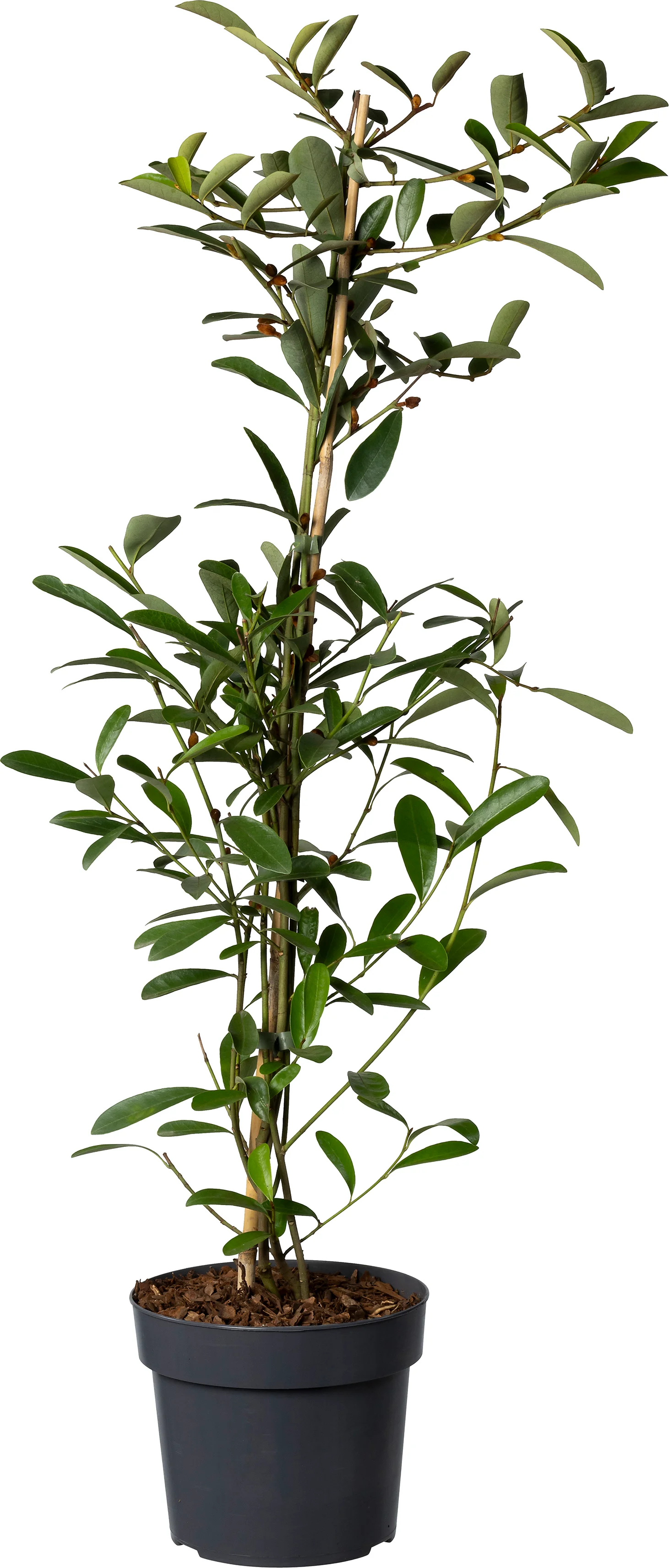Magnolia (Magnolia 'Vanilla Pearls') D 19 H 60 cm