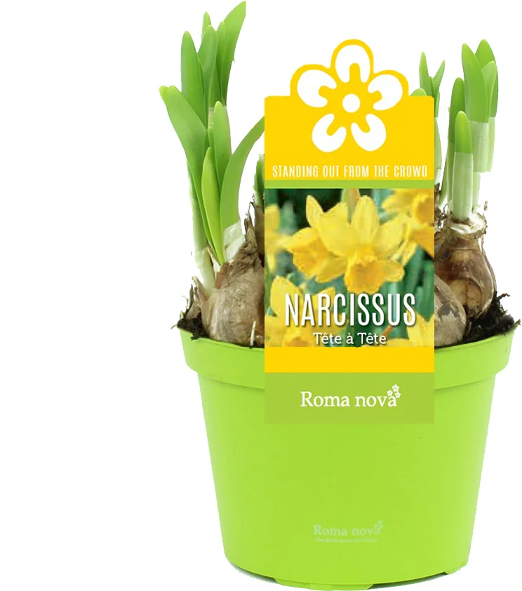 Narcis (Narcissus 'Tete a Tete') D 12 H 14 cm