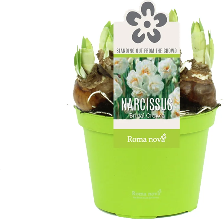 Narcis (Narcissus 'Bridal Crown') D 12 H 14 cm