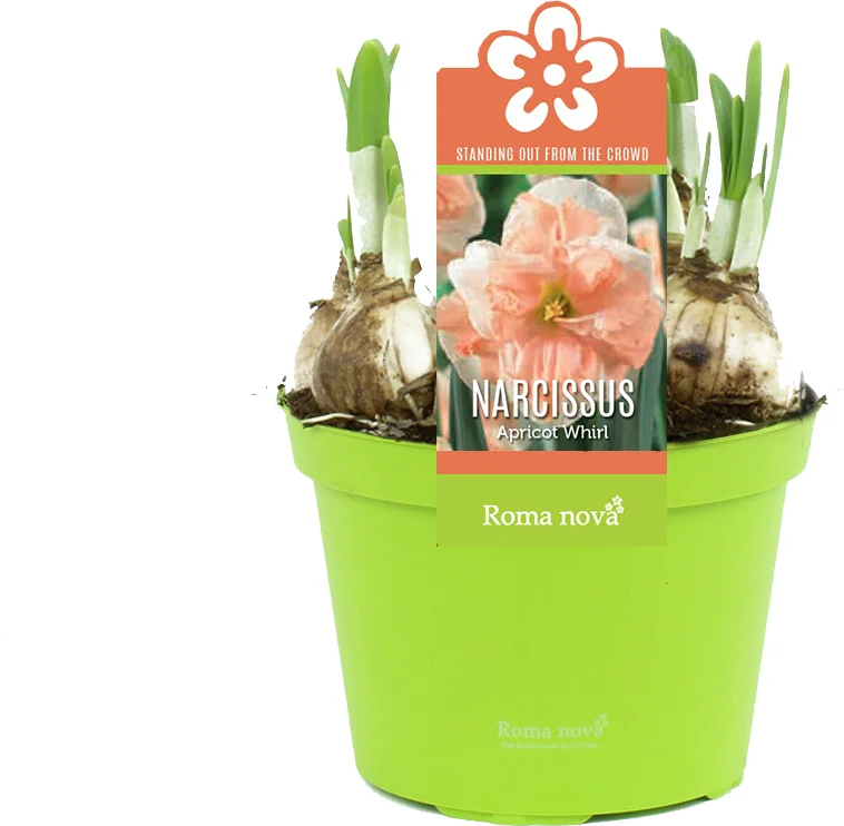 Narcis (Narcissus 'Apricot Whirl') D 12 H 14 cm