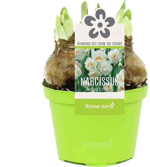 Narcis (Narcissus 'Bridal Crown') D 9 H 13 cm
