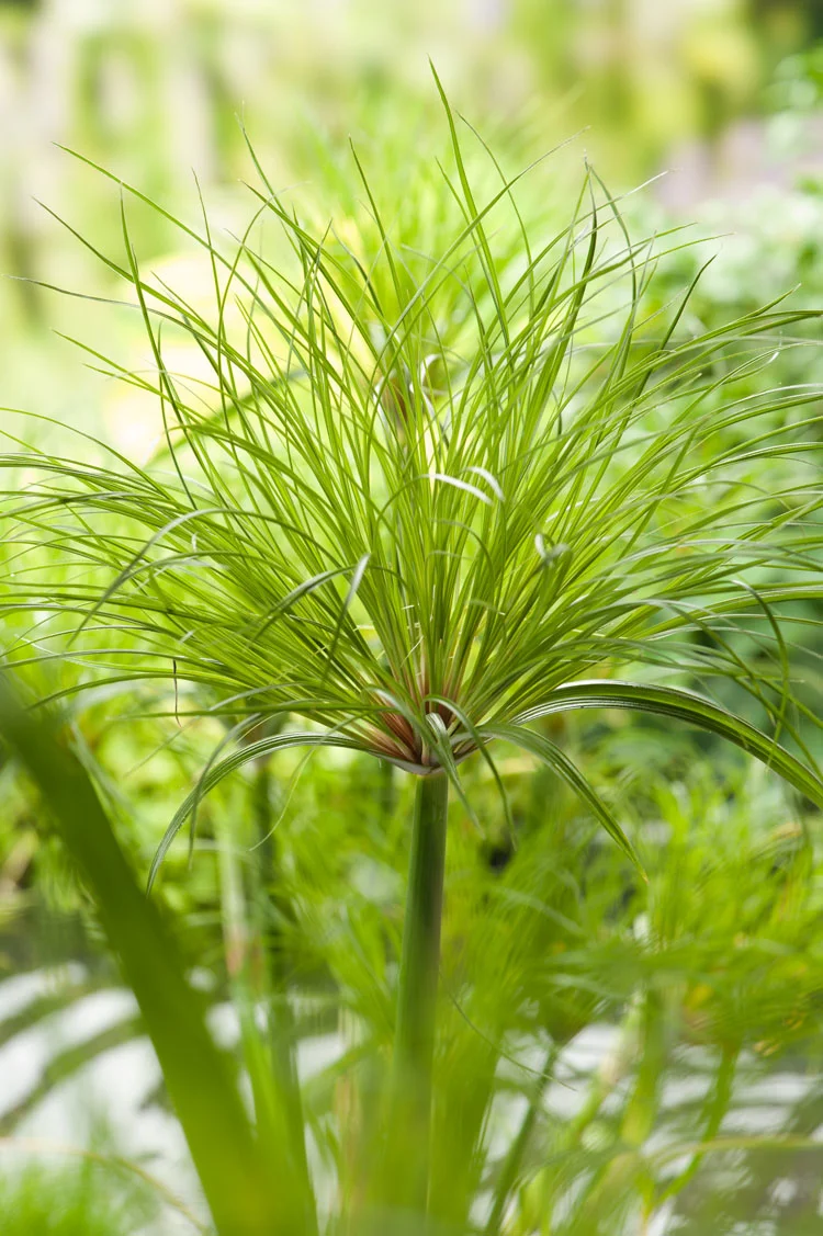 Papyrus Plant (Cyperus percamenthus) D 18 H 30 cm