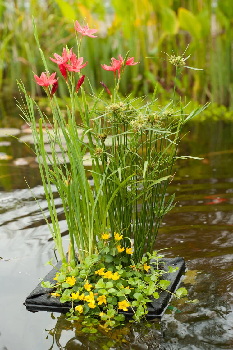 Mixmand Met Drijfring (Achillea ptarmica)