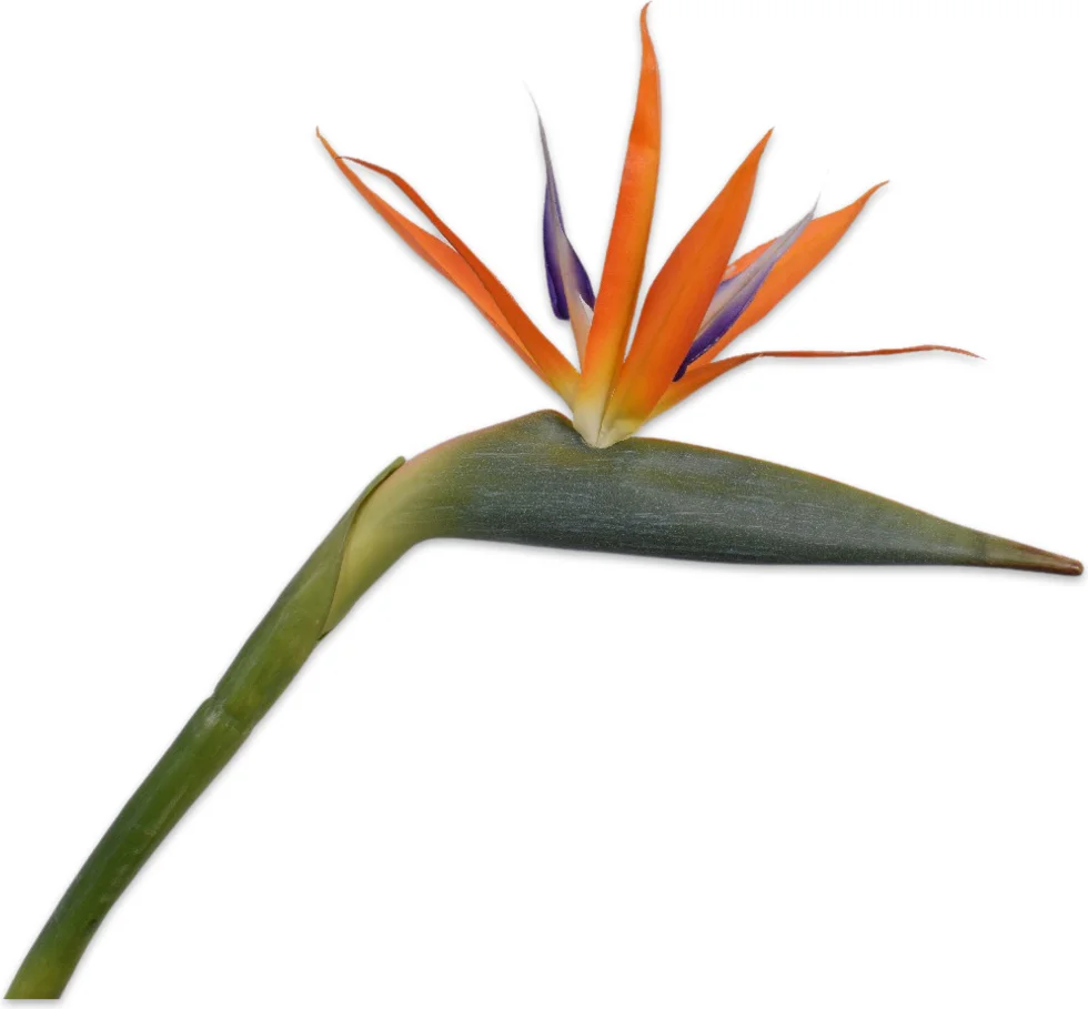 Silk-ka kunstbloem Paradijsvogelbloem oranje 95 cm