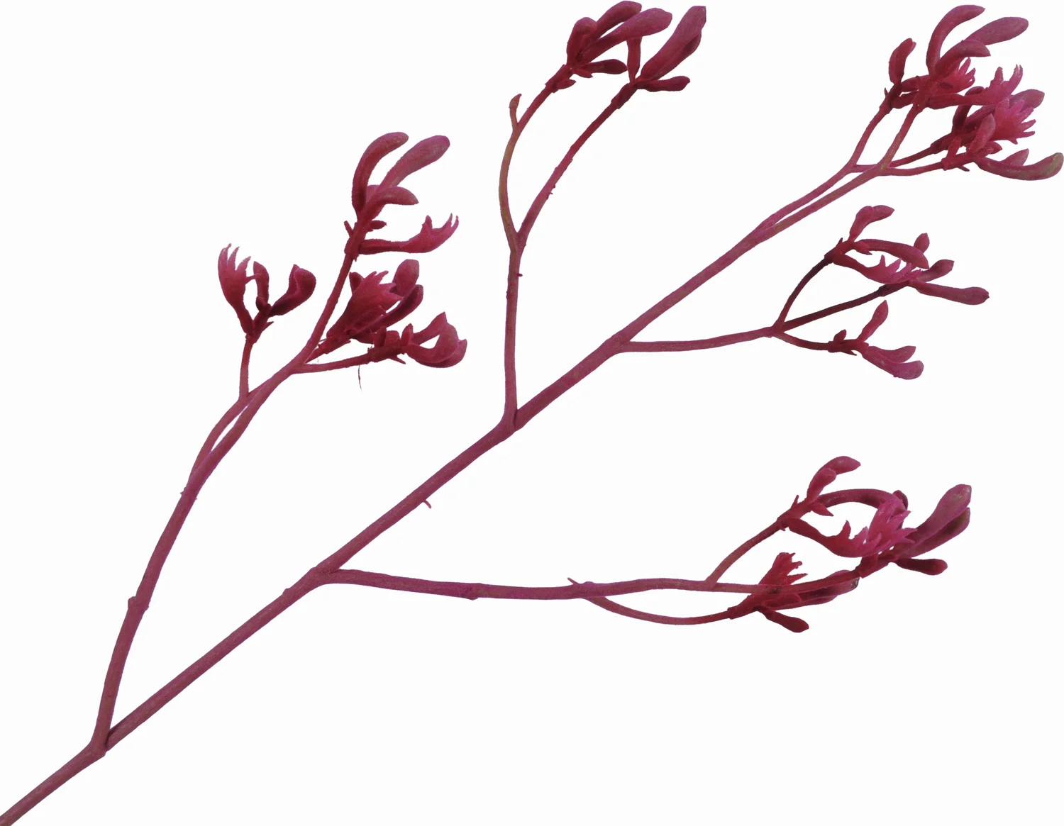 Silk-ka kunstbloem Kangoeroepootje paars 72 cm