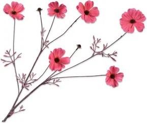Silk-ka kunstbloem Cosmea roze 77 cm