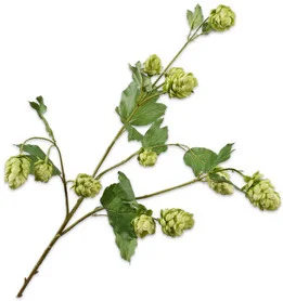 Silk-ka kunstbloem Hop groen 77 cm