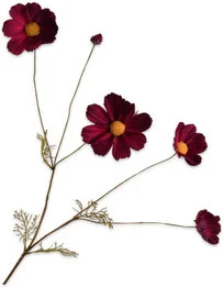Silk-ka kunstbloem Cosmea rood 92 cm